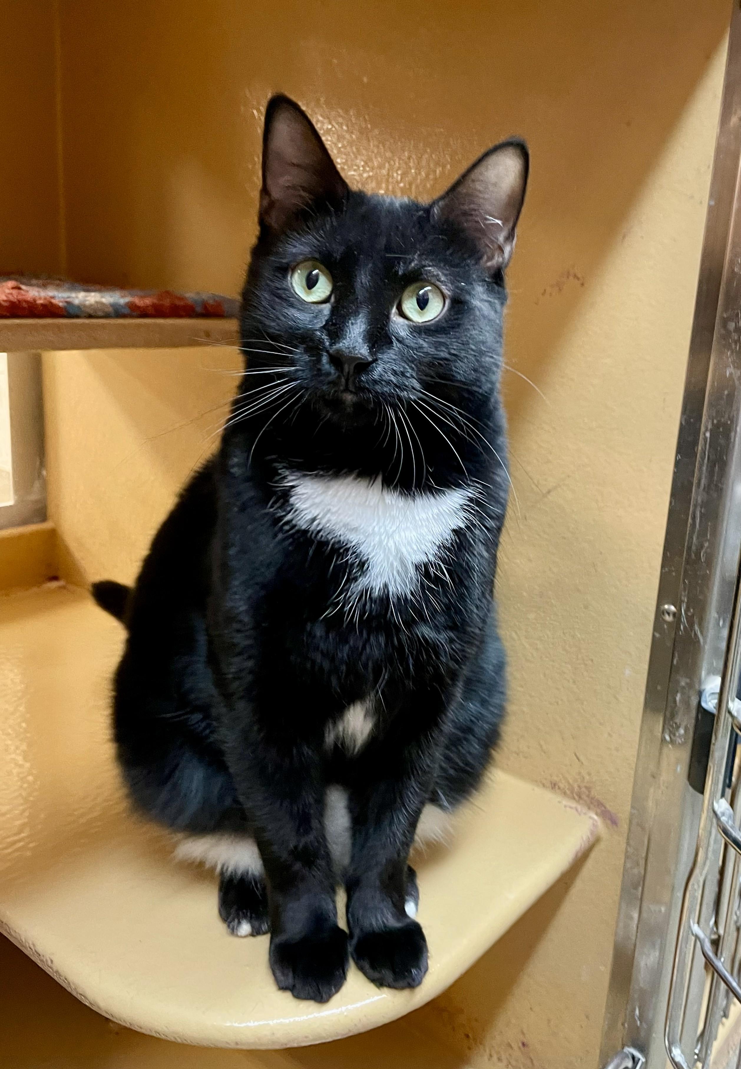 Enlarge Spot, an adoptable Domestic Short Hair in Scarborough, ON image 3/6