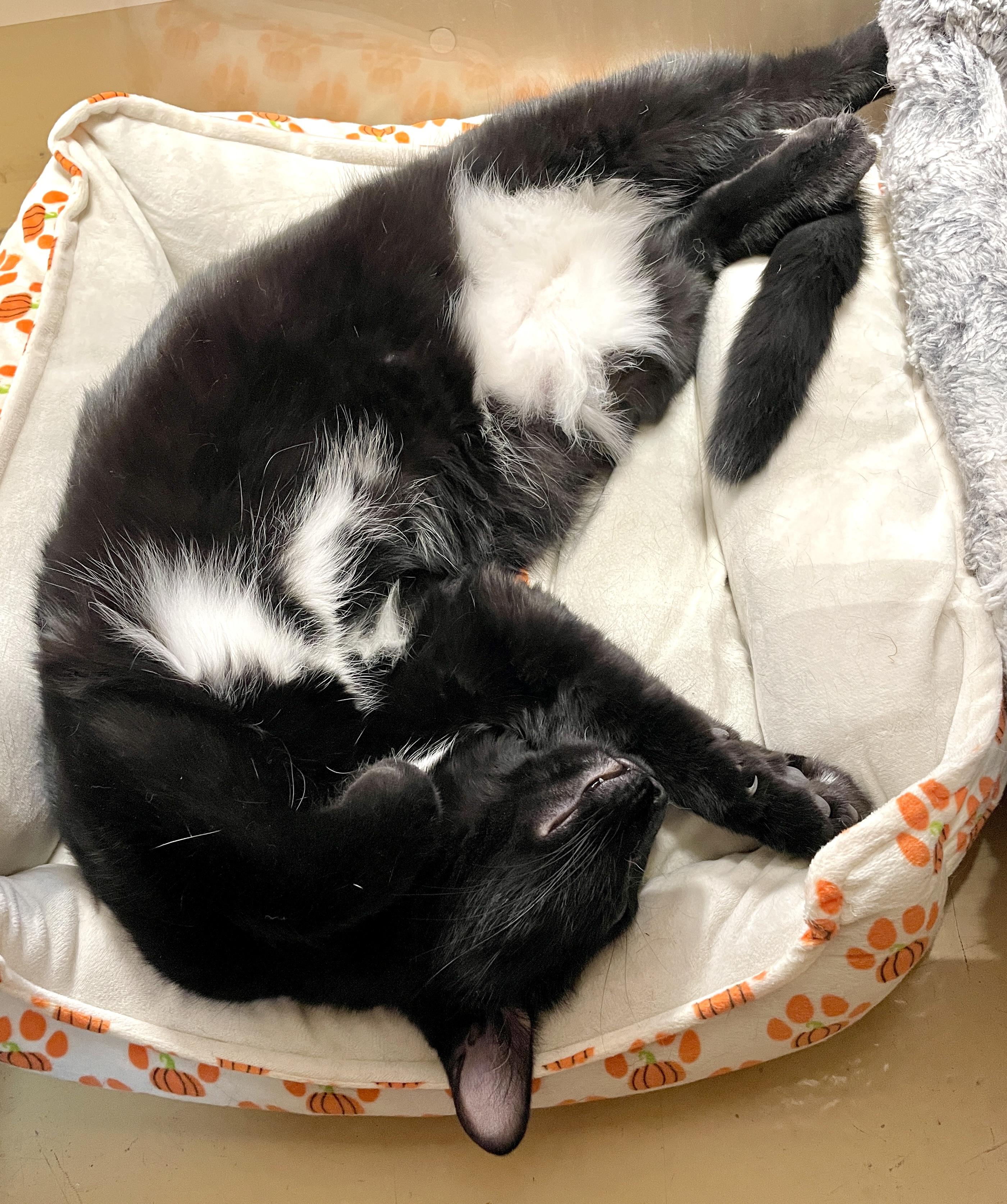 Enlarge Spot, an adoptable Domestic Short Hair in Scarborough, ON image 5/6