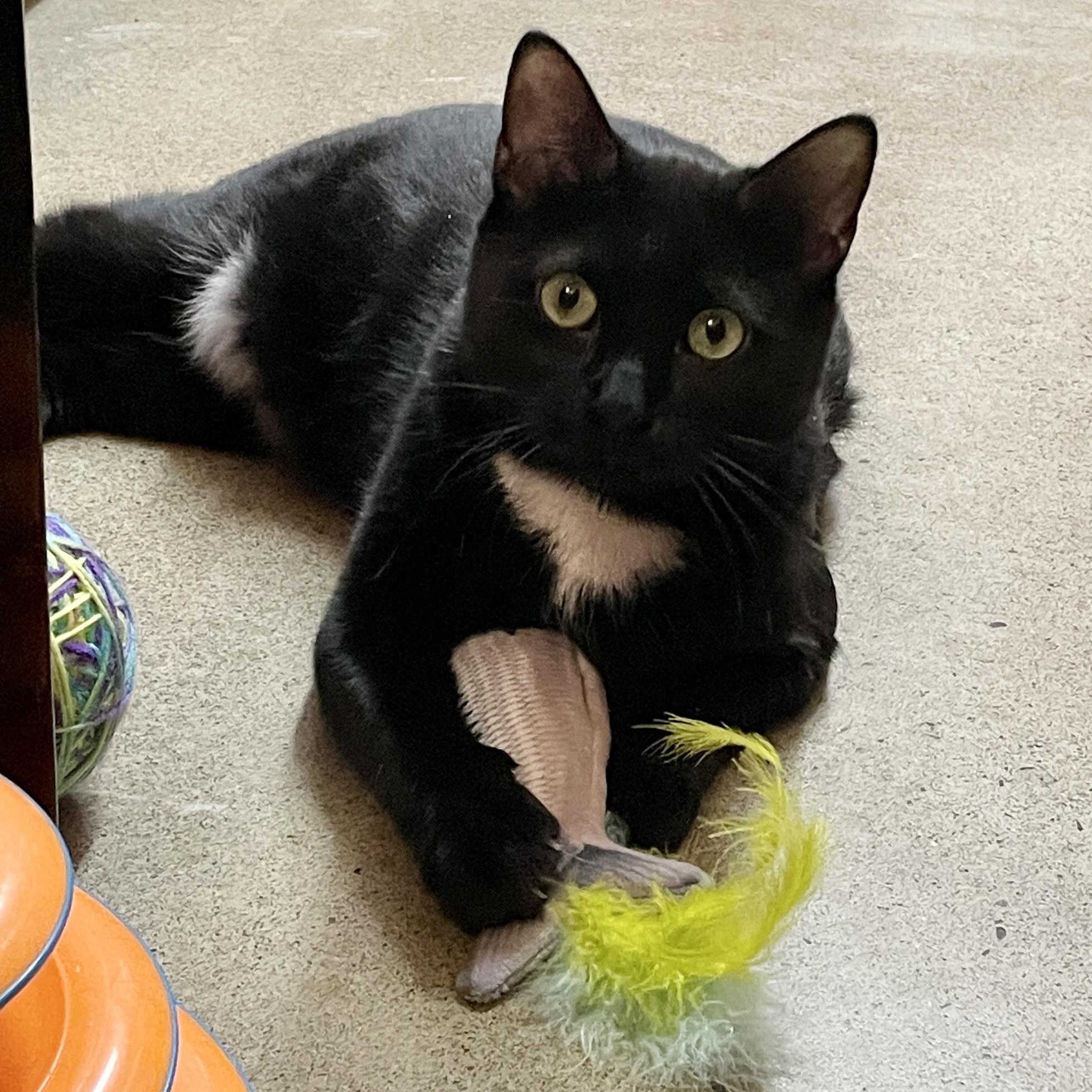 Spot, adoptable, Young Male Domestic Short Hair.