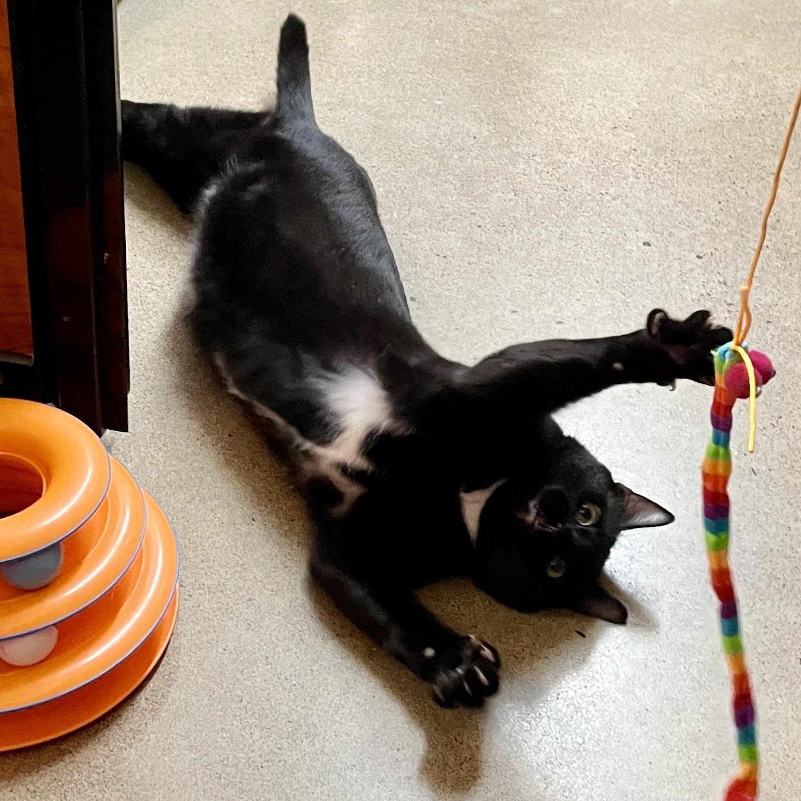 Enlarge Spot, an adoptable Domestic Short Hair in Scarborough, ON image 2/6