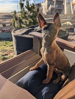 K Kian, Adoptable, Puppy Male Belgian Shepherd / Malinois & German Shepherd Dog.