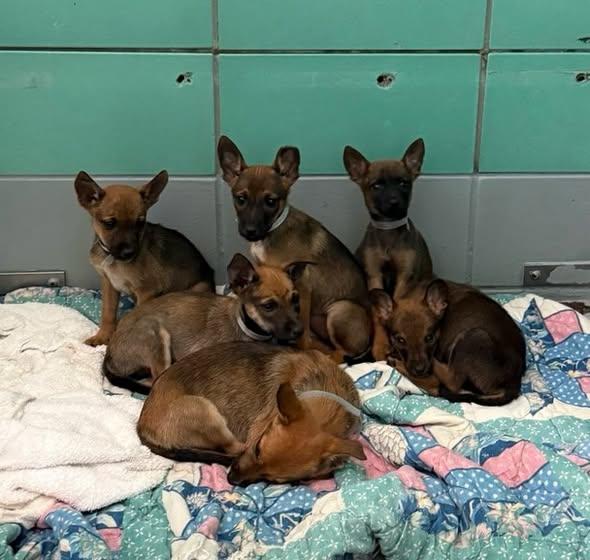 K Kian, Adoptable, Puppy Male Belgian Shepherd / Malinois & German Shepherd Dog.