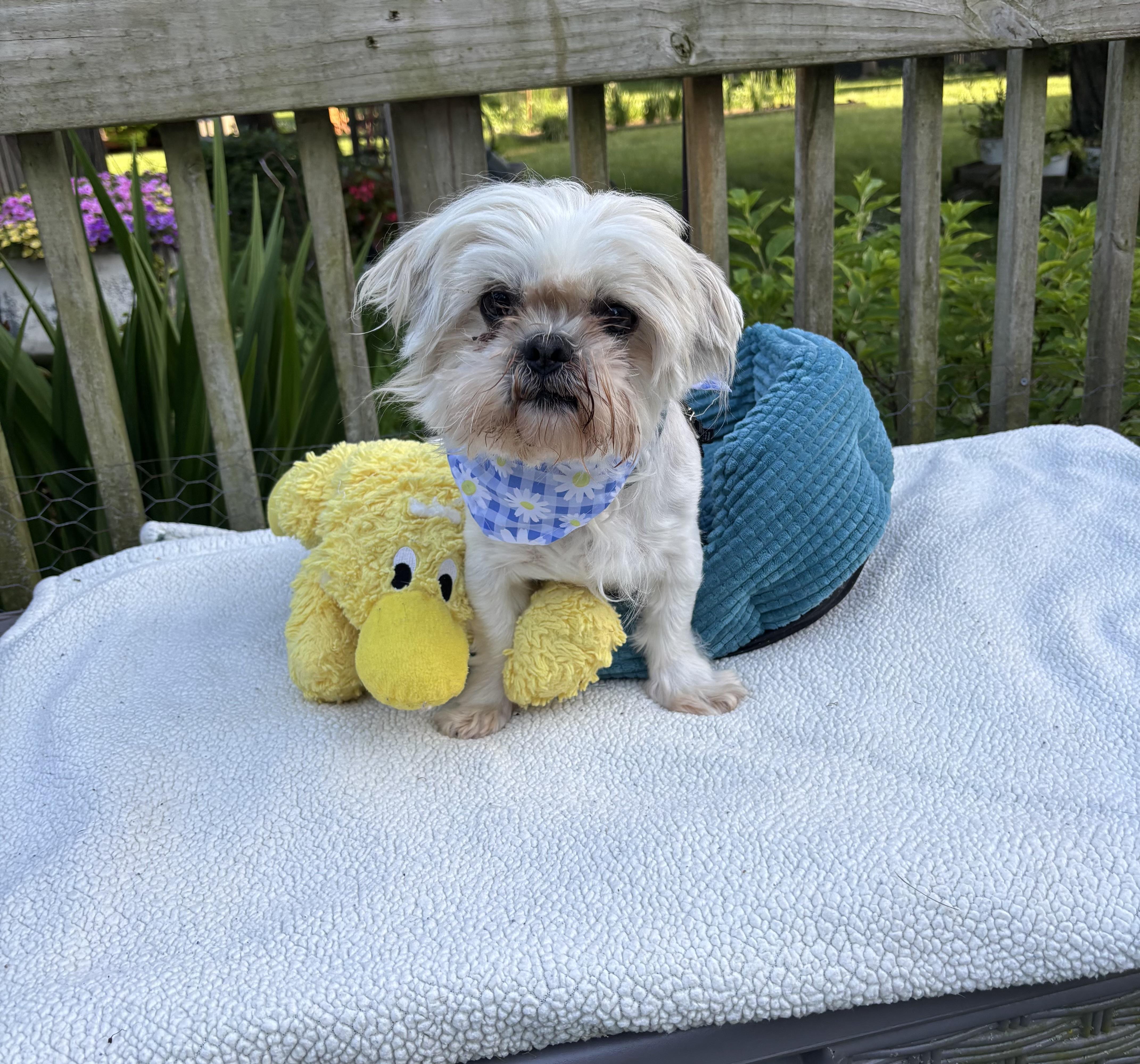 Larry, adopted, Young Male Maltese & Poodle.