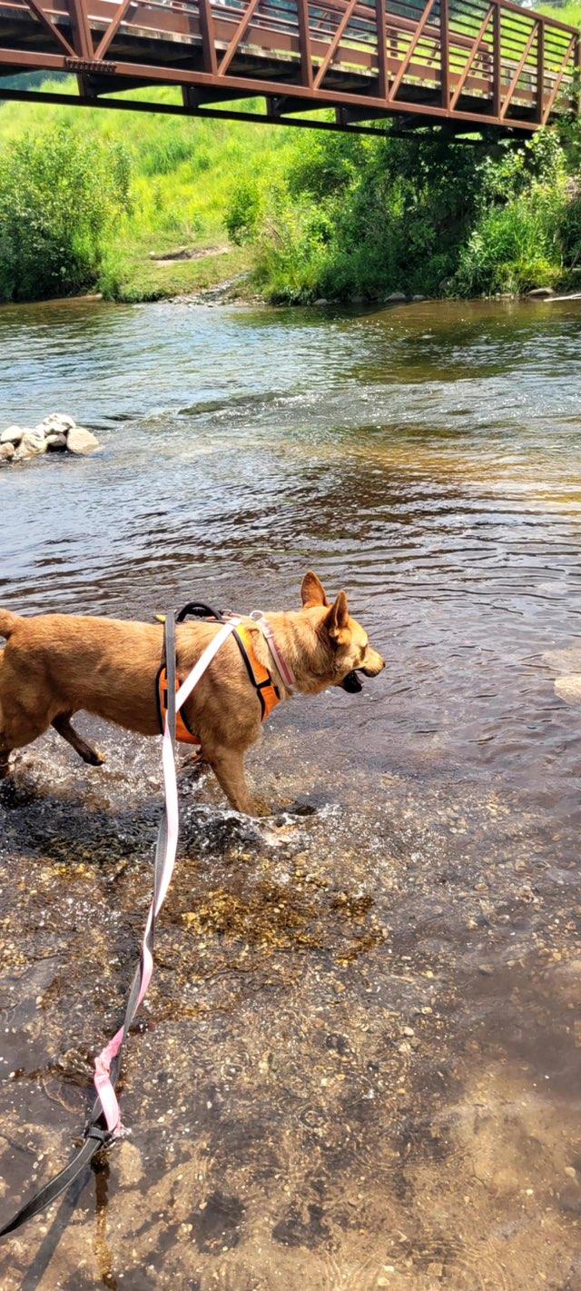 Tilly, an adoptable German Shepherd Dog in Kalkaska, MI, 49646 | Photo Image 4