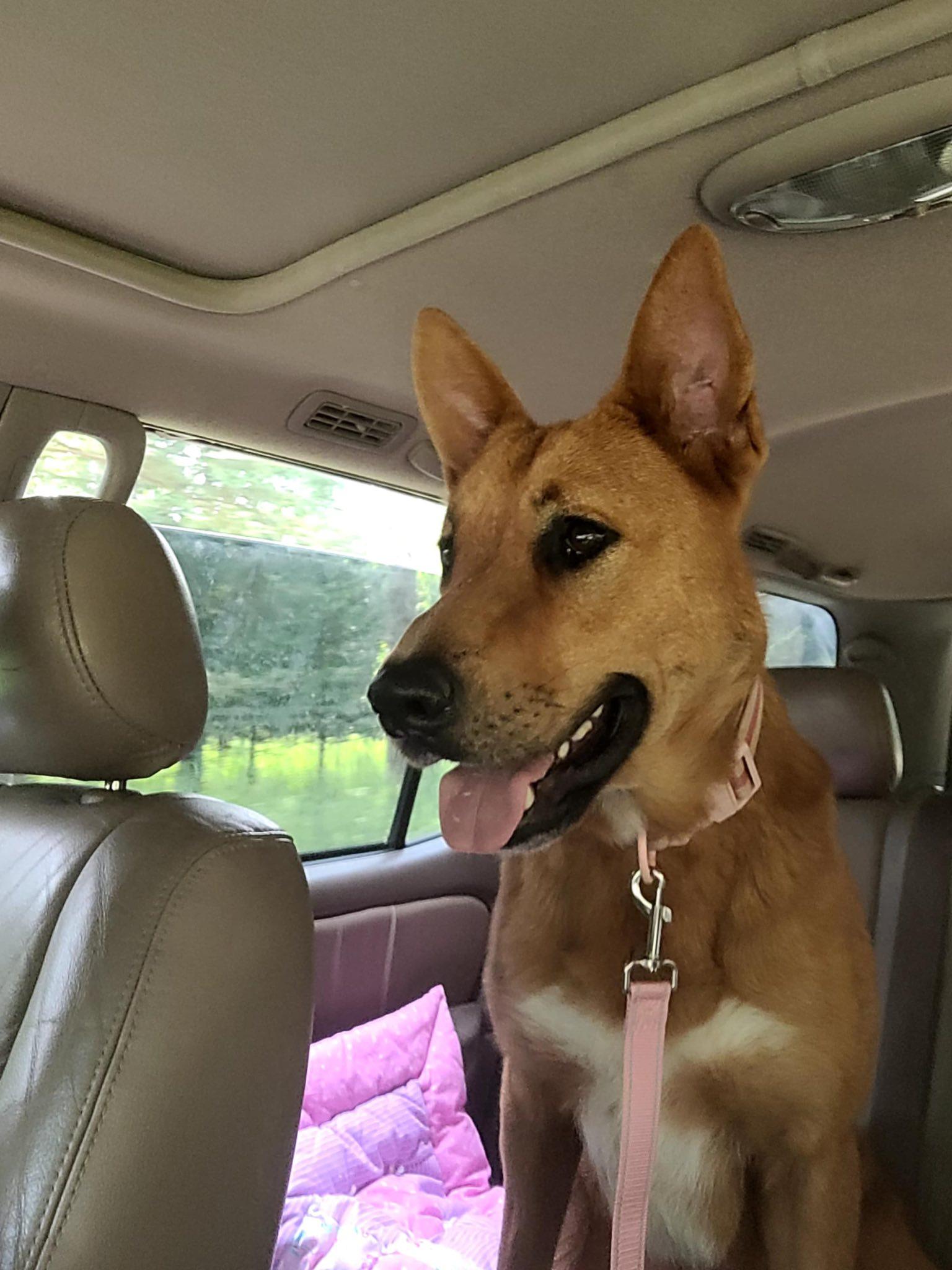 Tilly, an adoptable German Shepherd Dog in Kalkaska, MI, 49646 | Photo Image 3