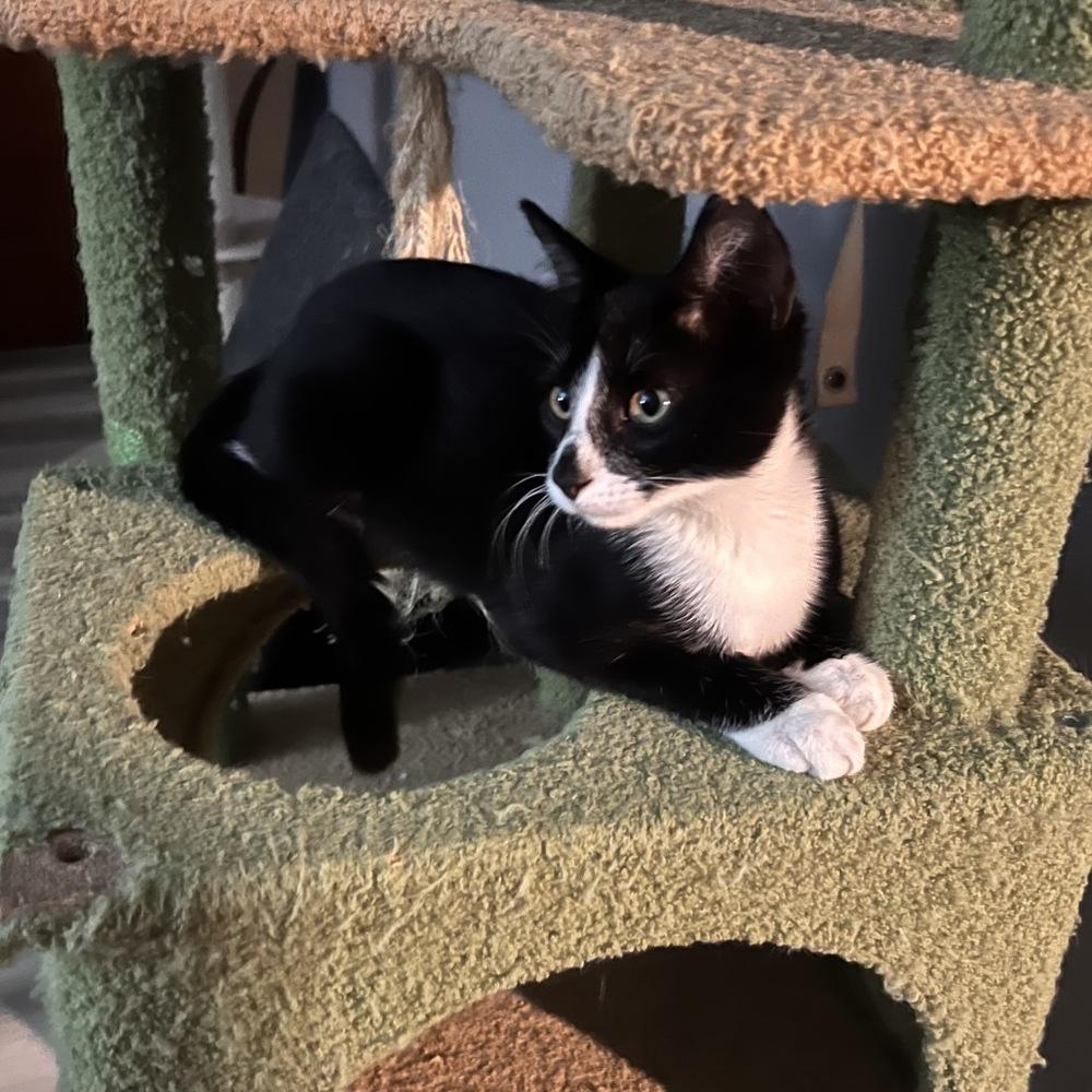 Milo, Adopted, Kitten Male Domestic Short Hair.