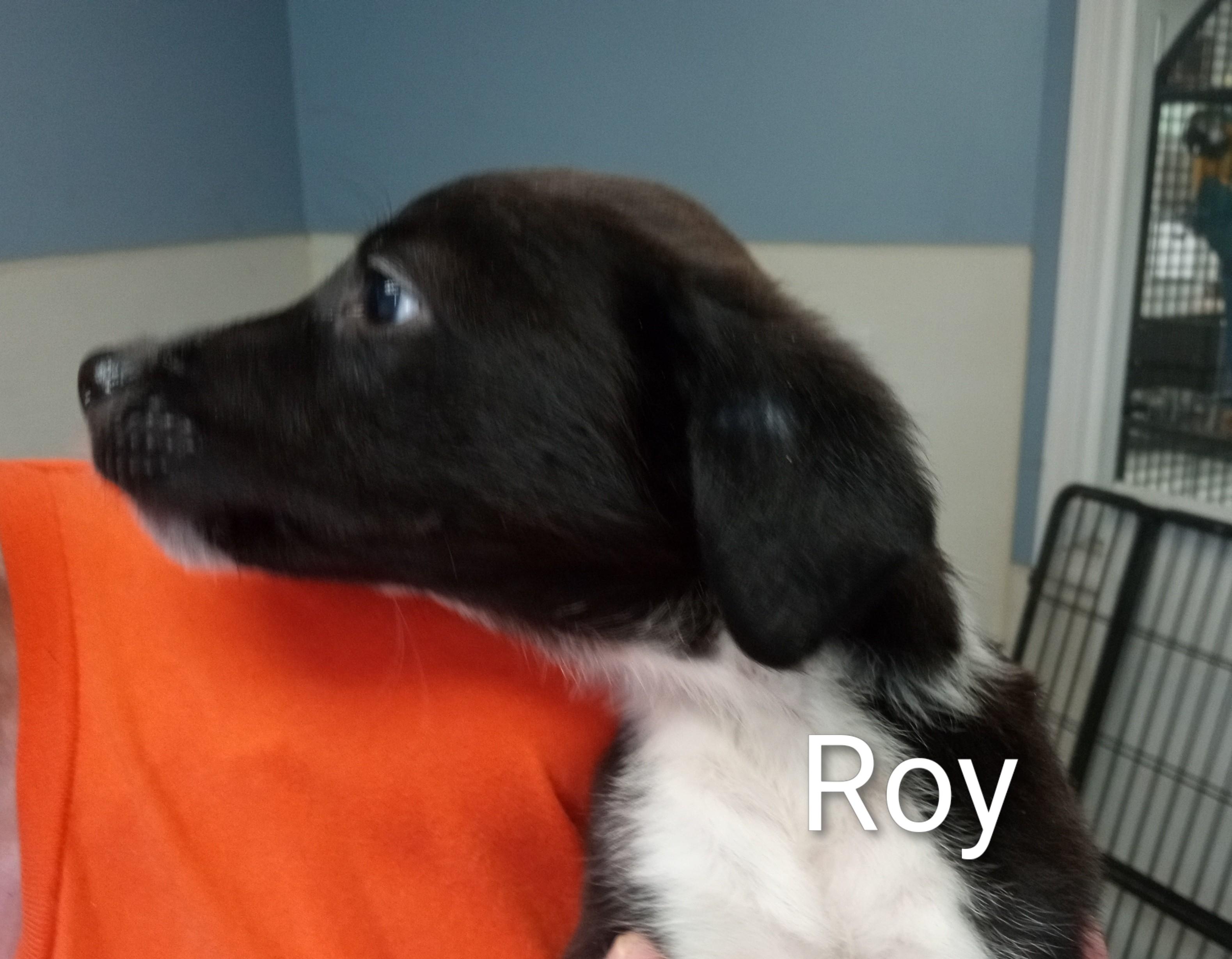 Enlarge Roy, a ADOPTABLE mixed breed in Maynardville, TN image 1/1