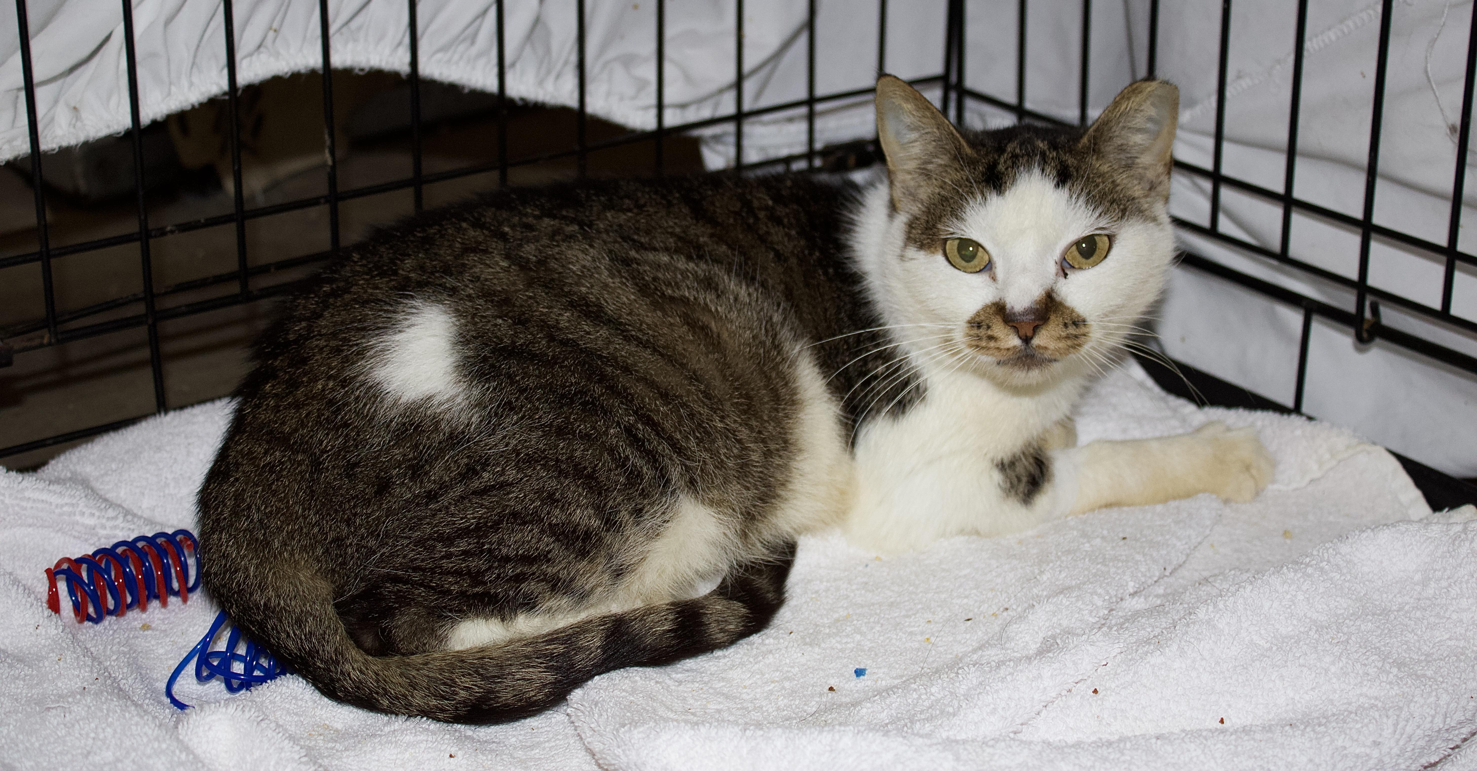 Murph, Adoptable, Young Male Domestic Short Hair.