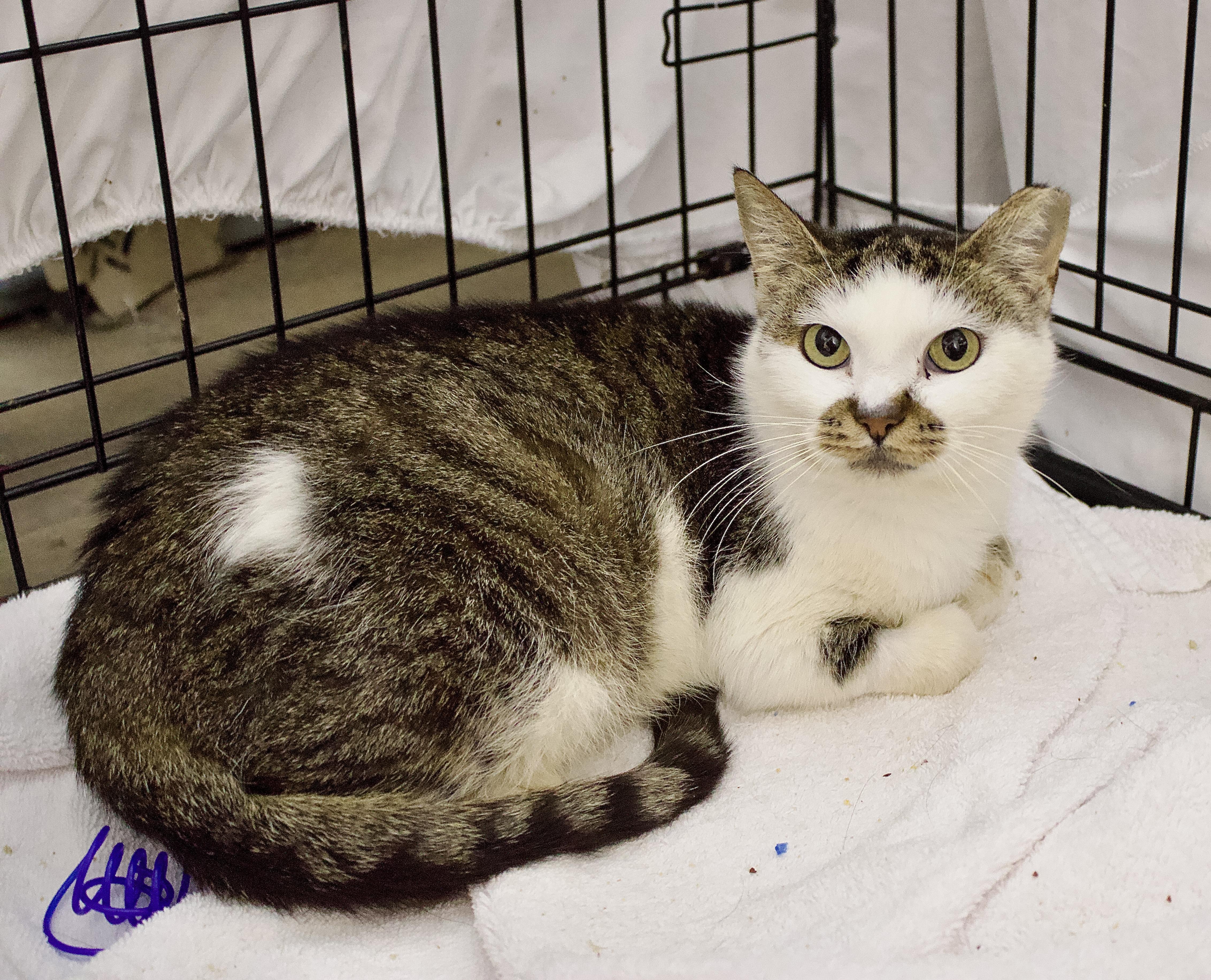 Murph, Adoptable, Young Male Domestic Short Hair.