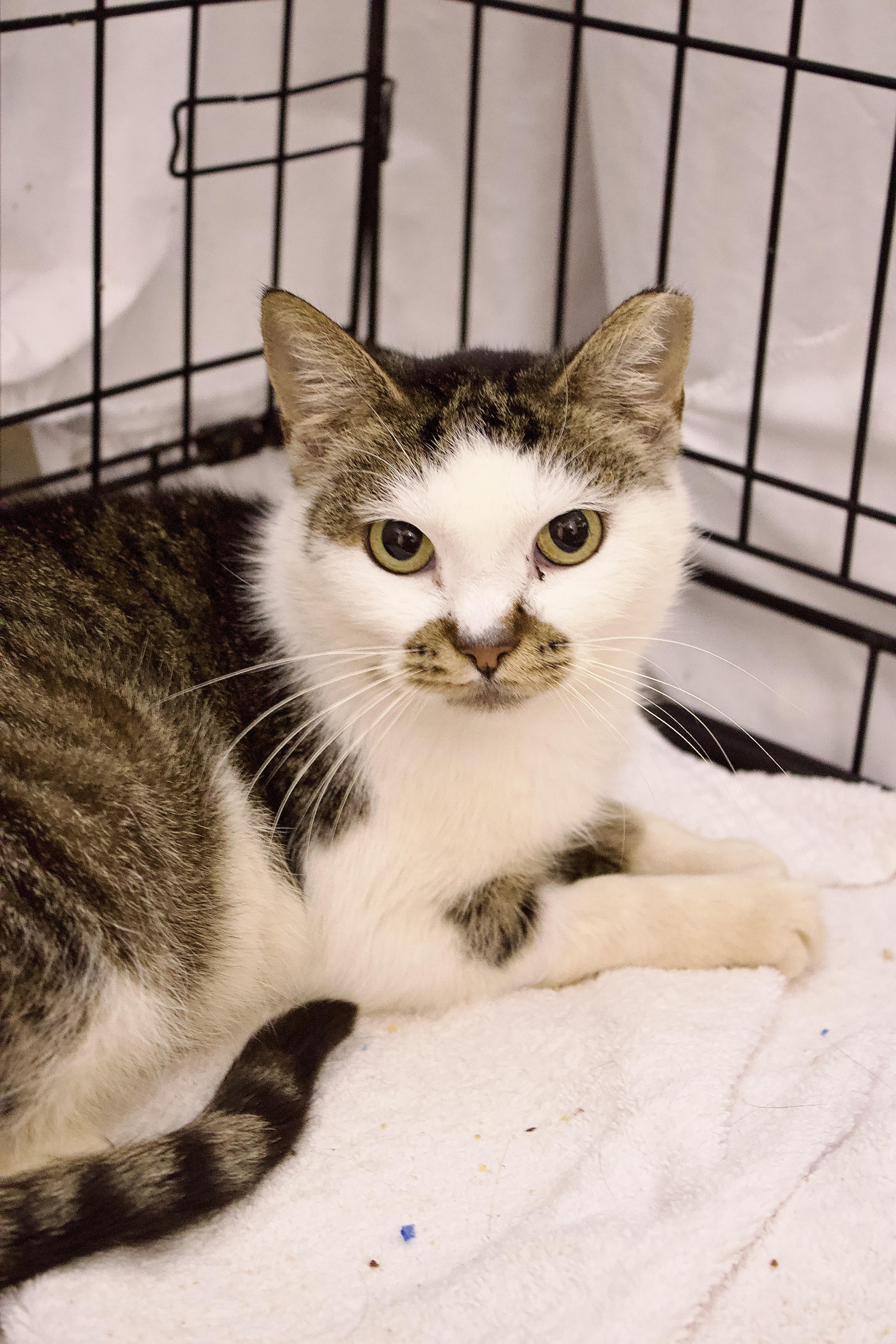 Murph, a Adoptable Domestic Short Hair in Pleasantville, NJ image 3/3