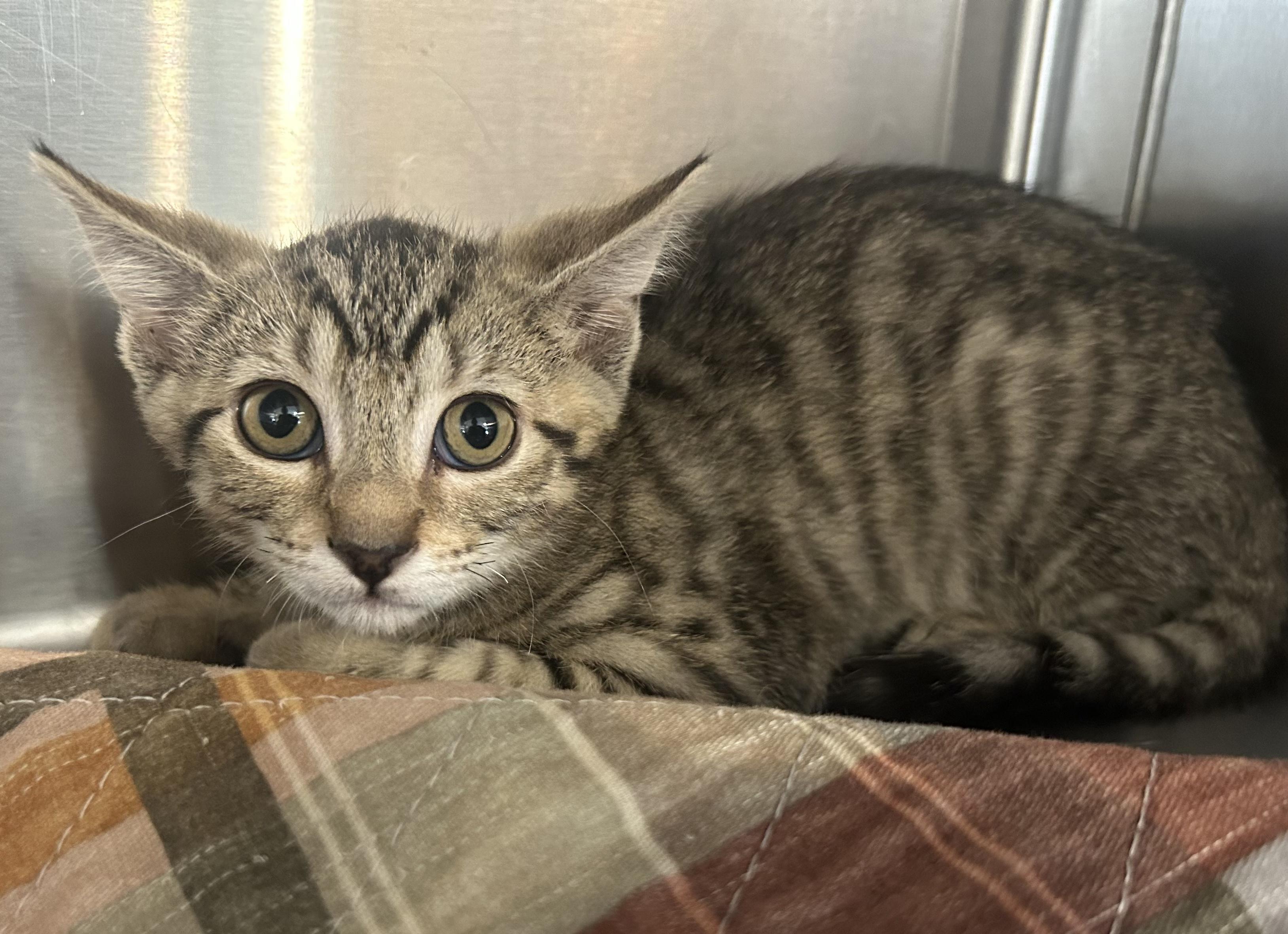 Enlarge Willy, a Adoptable Domestic Short Hair in Bloomsdale, MO image 1/2