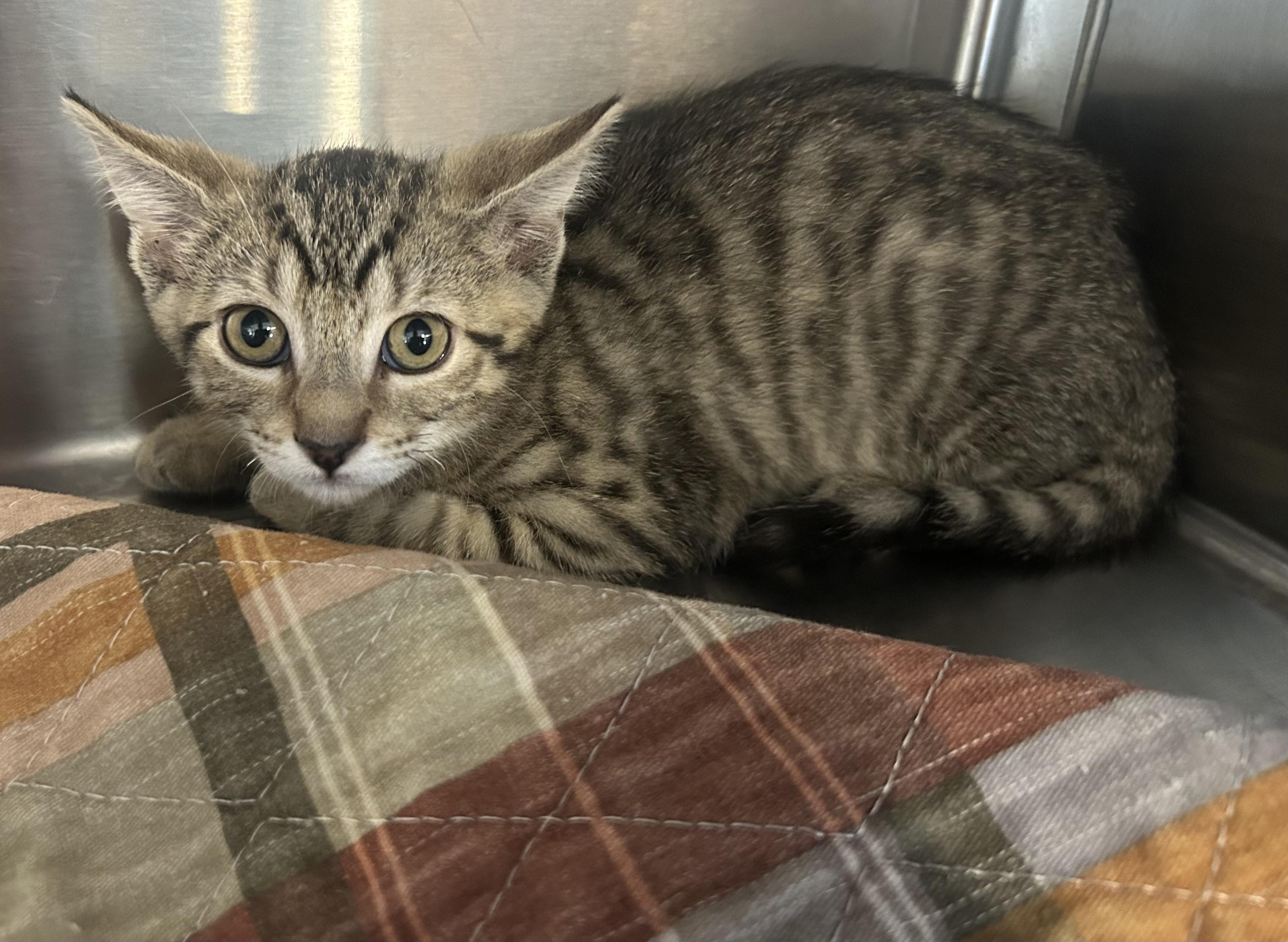 Enlarge Willy, a Adoptable Domestic Short Hair in Bloomsdale, MO image 2/2