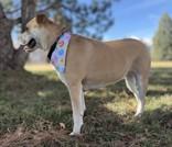 Honey, ADOPTABLE, Adult Female Pit Bull Terrier.