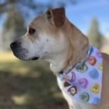 Enlarge Honey, a ADOPTABLE Pit Bull Terrier in Hamilton, MT image 3/6