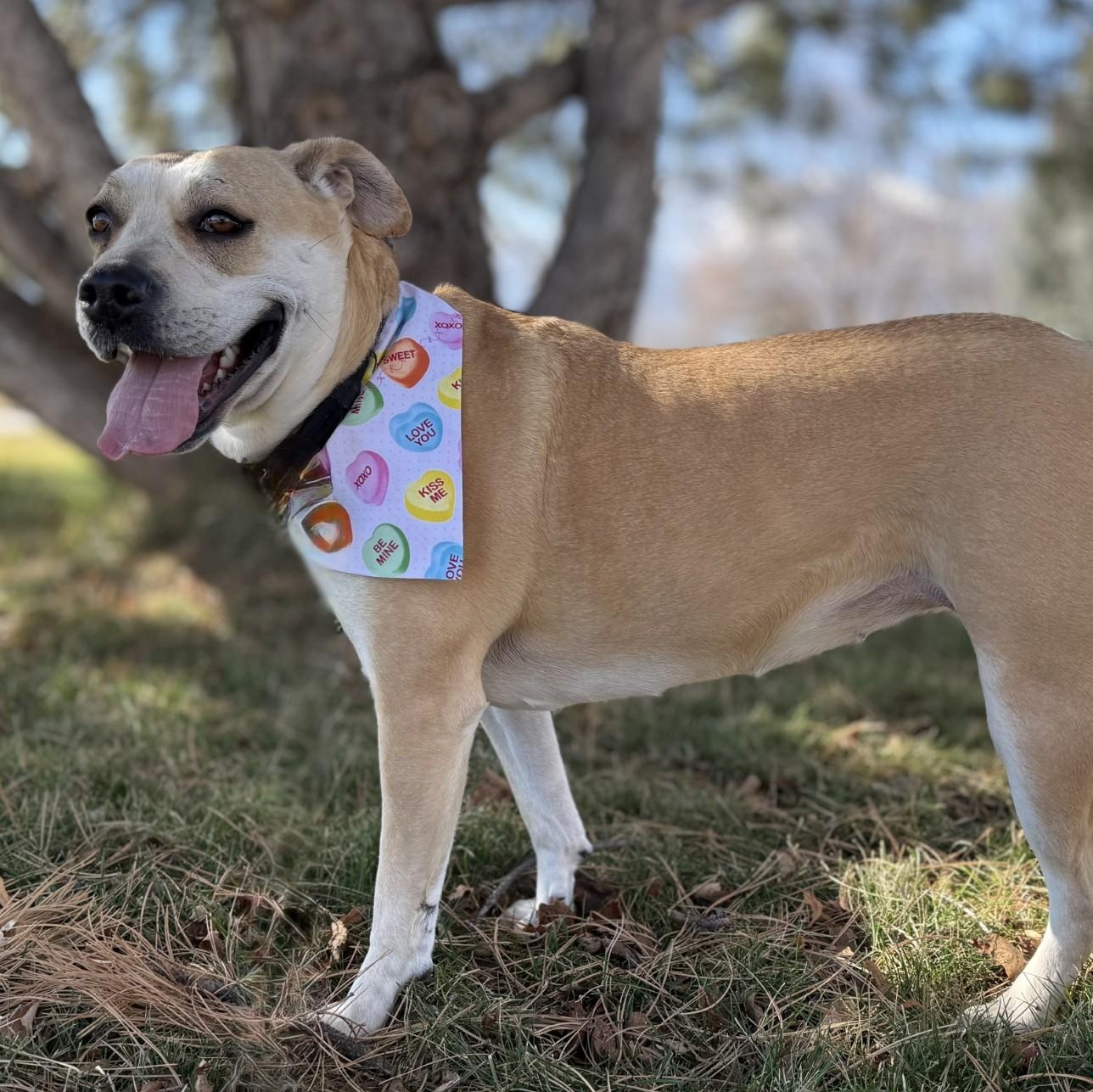 Enlarge Honey, a ADOPTABLE Pit Bull Terrier in Hamilton, MT image 1/6