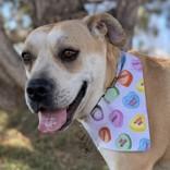 Enlarge Honey, a ADOPTABLE Pit Bull Terrier in Hamilton, MT image 6/6