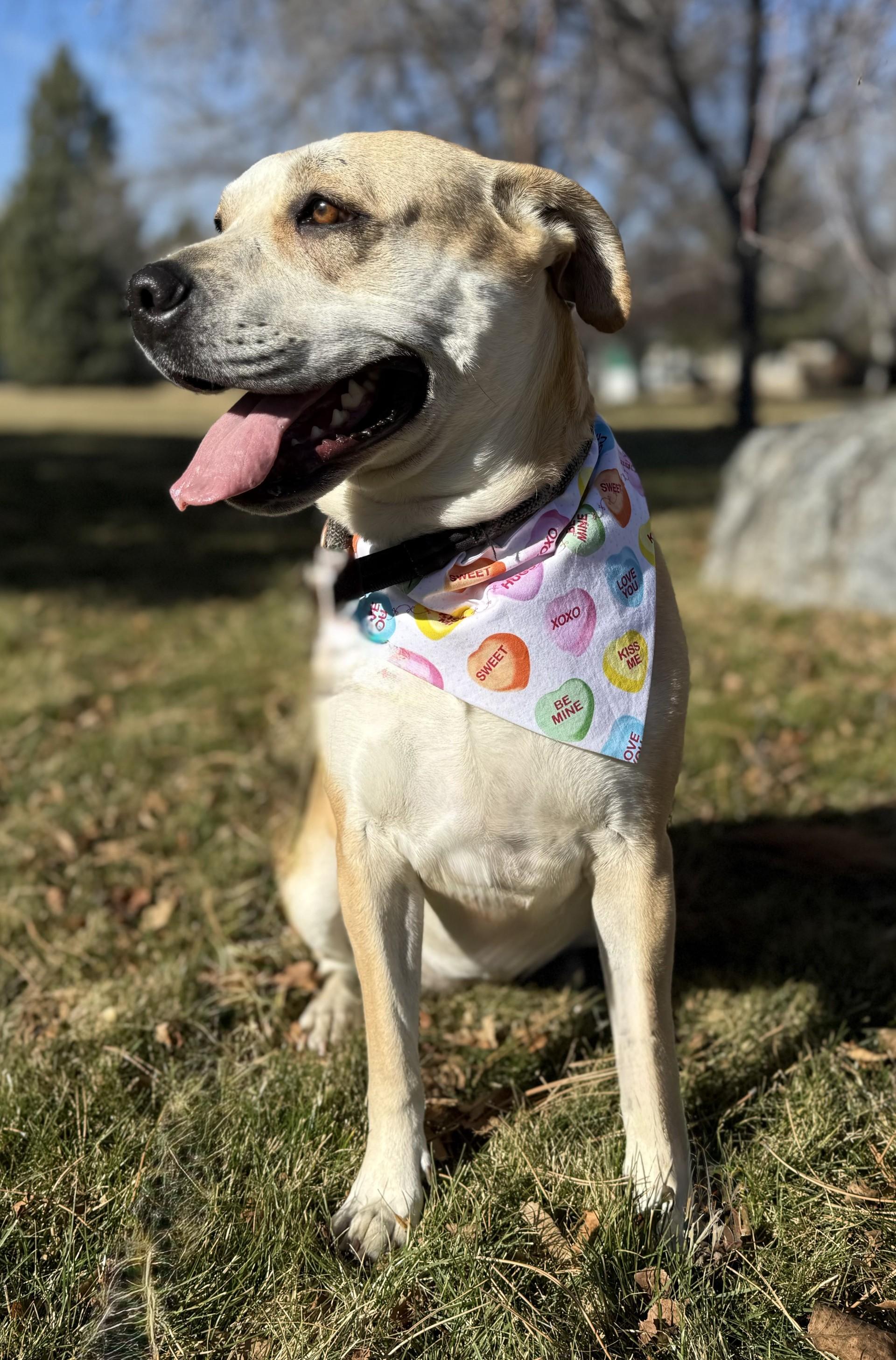 Enlarge Honey, a ADOPTABLE Pit Bull Terrier in Hamilton, MT image 6/6