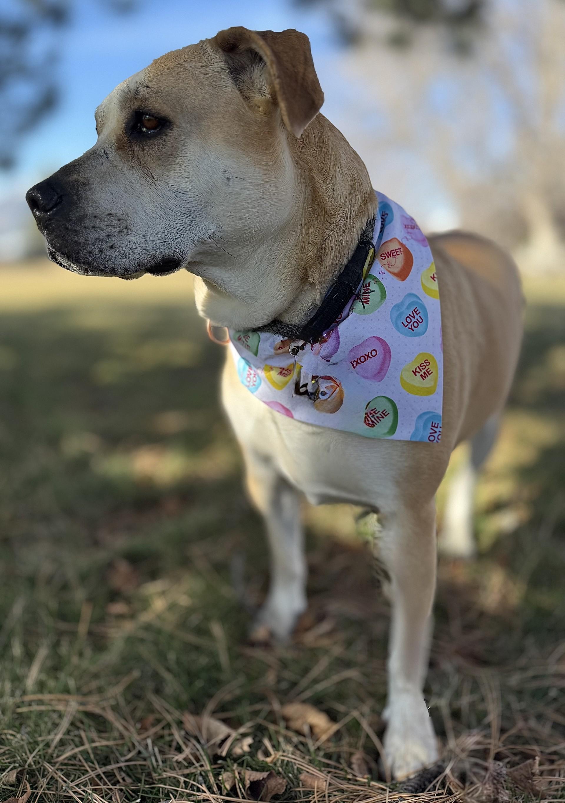 Enlarge Honey, a ADOPTABLE Pit Bull Terrier in Hamilton, MT image 2/6