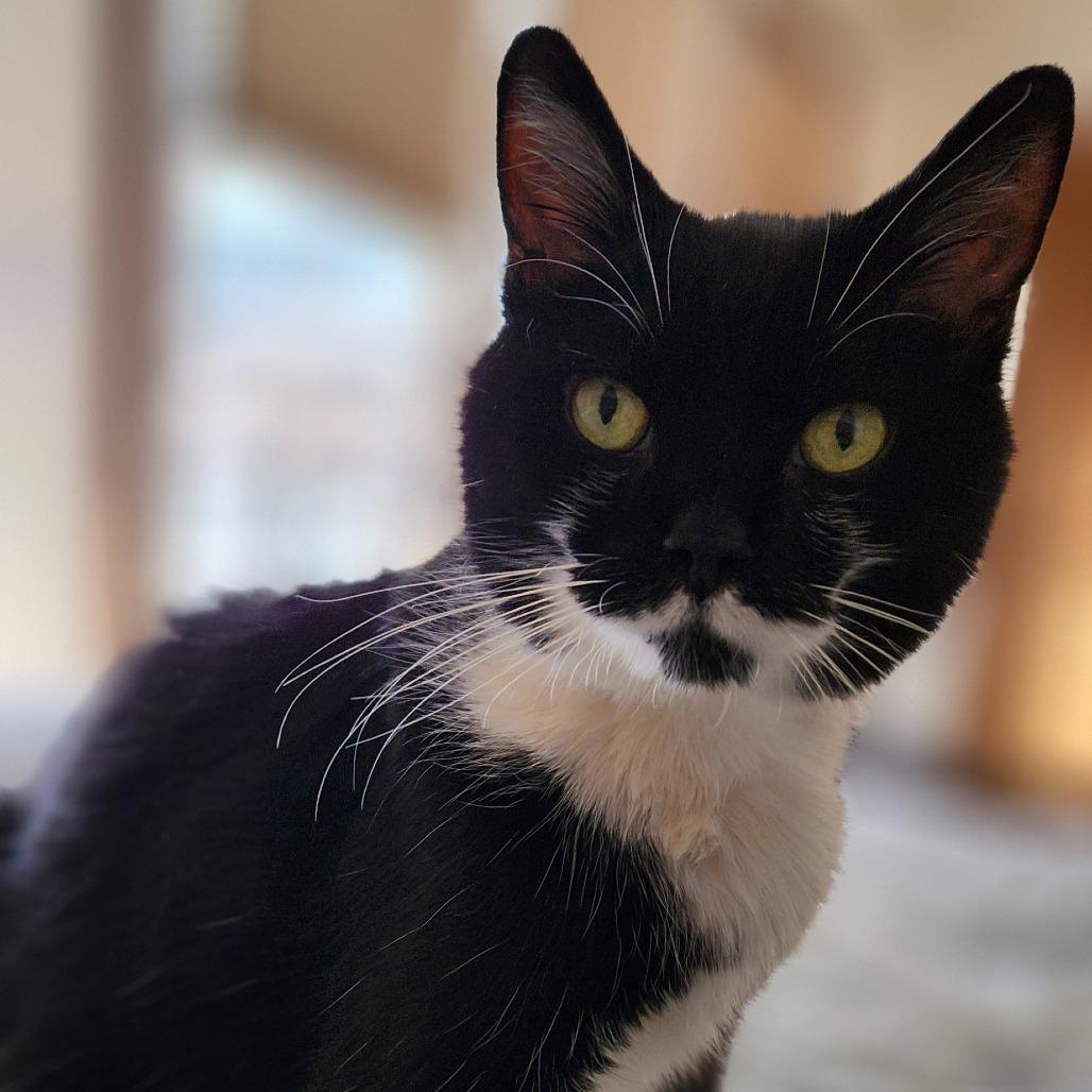 Puck, Adoptable, Senior Male Domestic Short Hair.