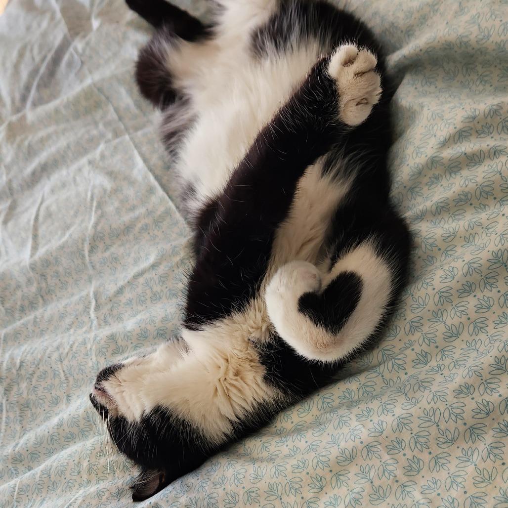 Puck, a Adoptable Domestic Short Hair in Waukesha, WI image 3/3