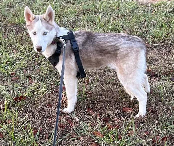 Enlarge Nadia, a Adoptable Husky in Gardiner, NY image 1/4