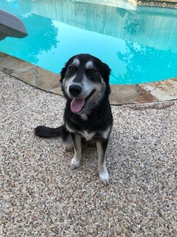 Enlarge Jackson, a Adopted mixed breed in Lafayette, CO image 1/3