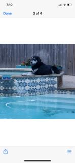 Enlarge Jackson, a Adopted mixed breed in Lafayette, CO image 2/3