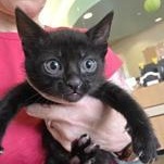 Flounder 58669448, Adoptable, Young Male Domestic Short Hair.