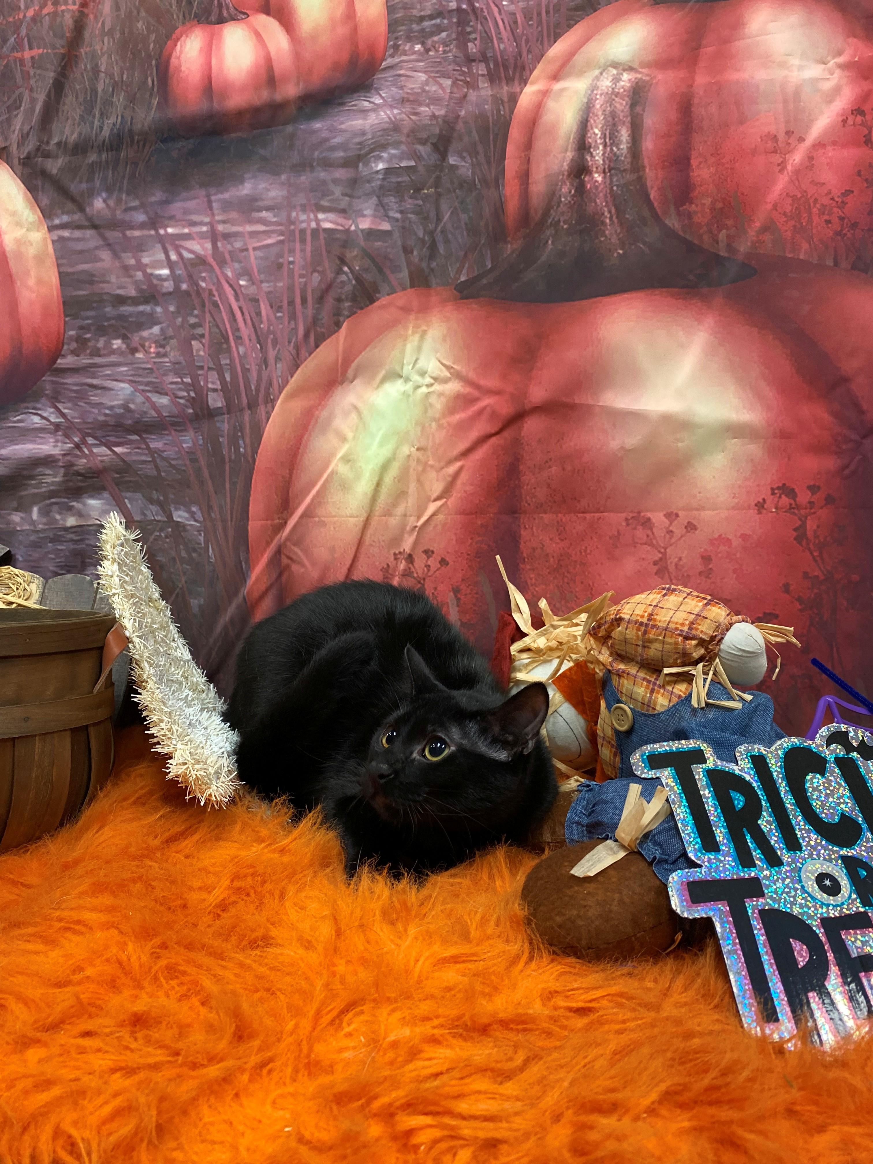 Flounder 58669448, Adoptable, Young Male Domestic Short Hair.