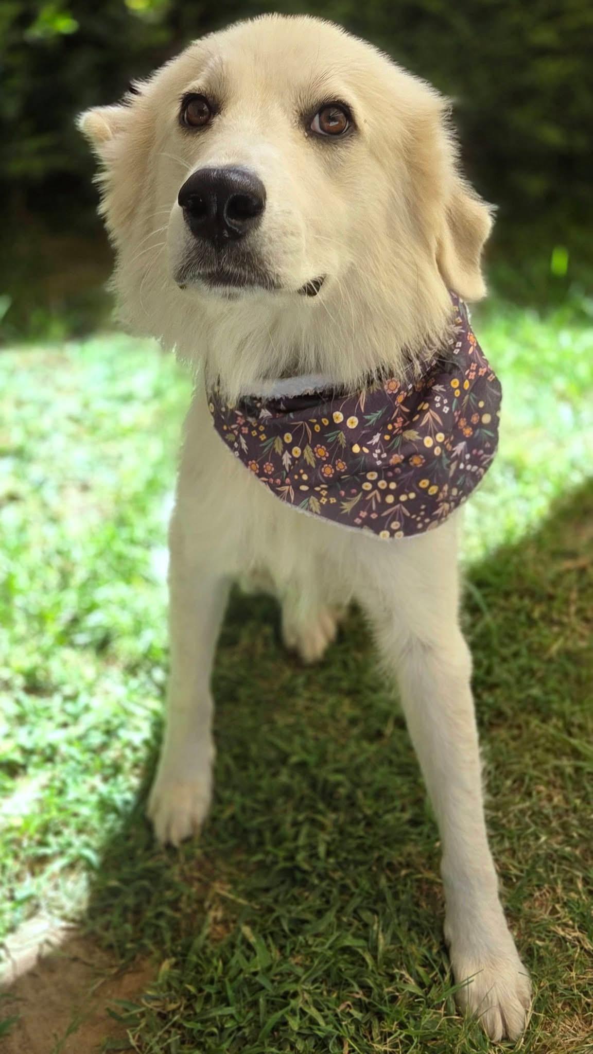 Angel, a ADOPTABLE mixed breed in Mendham, NJ image 2/3