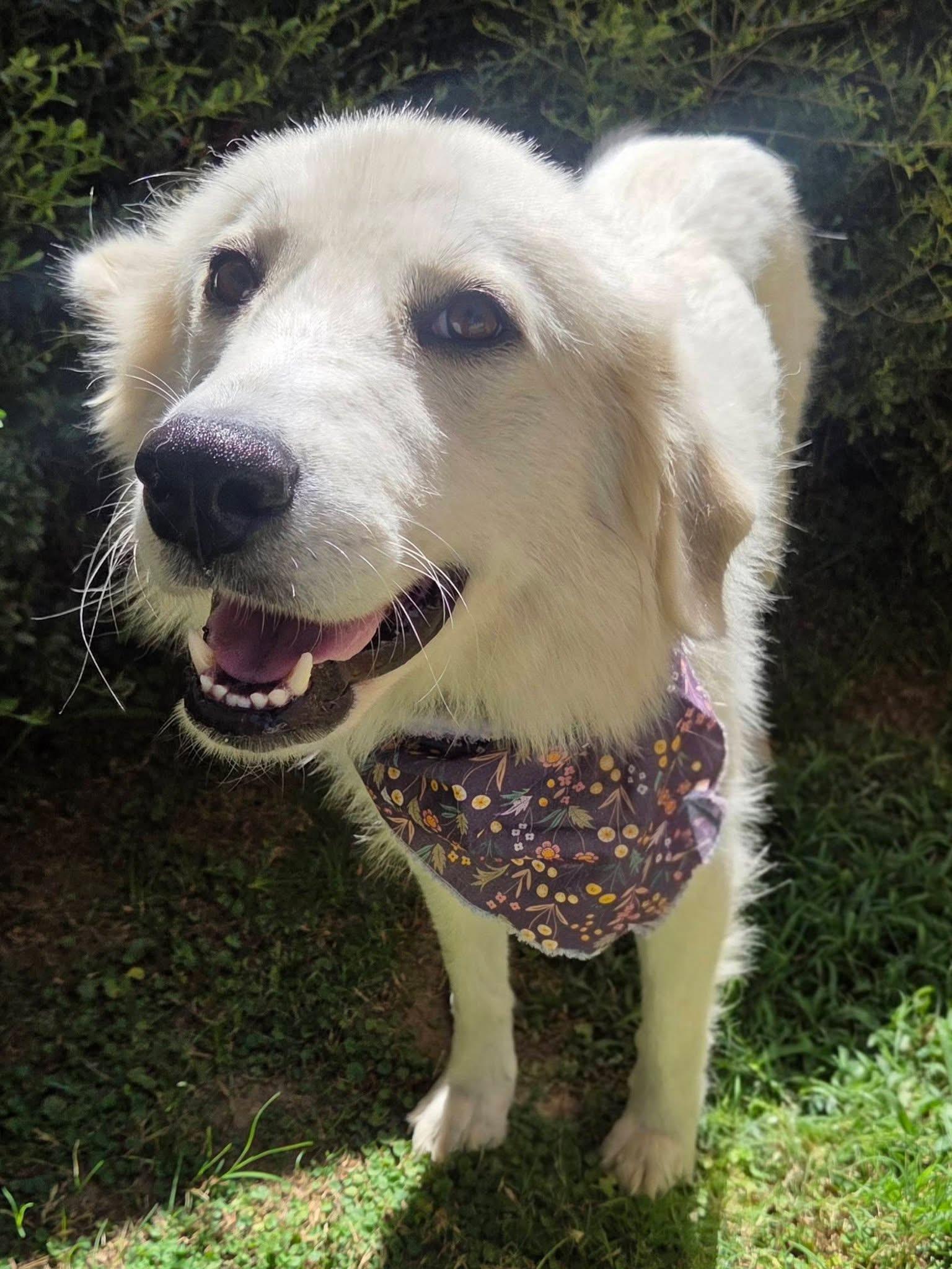 Angel, a ADOPTABLE mixed breed in Mendham, NJ image 3/3