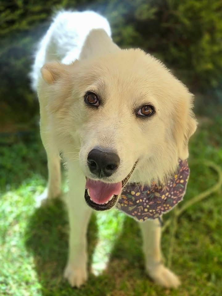 Angel, ADOPTABLE, Adult Female Great Pyrenees.