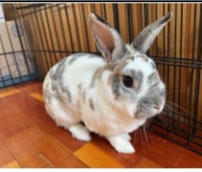 Enlarge Tango and Stormie, a Adoptable Bunny Rabbit in Hillsborough, NJ image 1/2