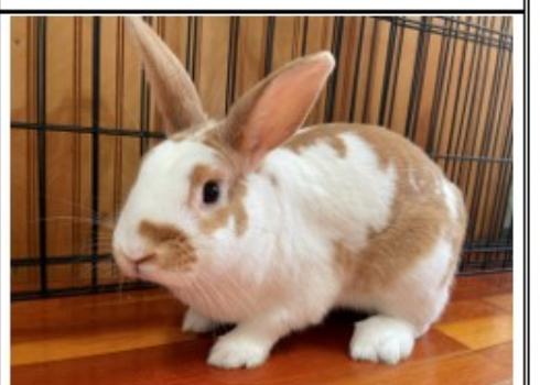 Tango and Stormie, Adoptable, Adult Female Bunny Rabbit.