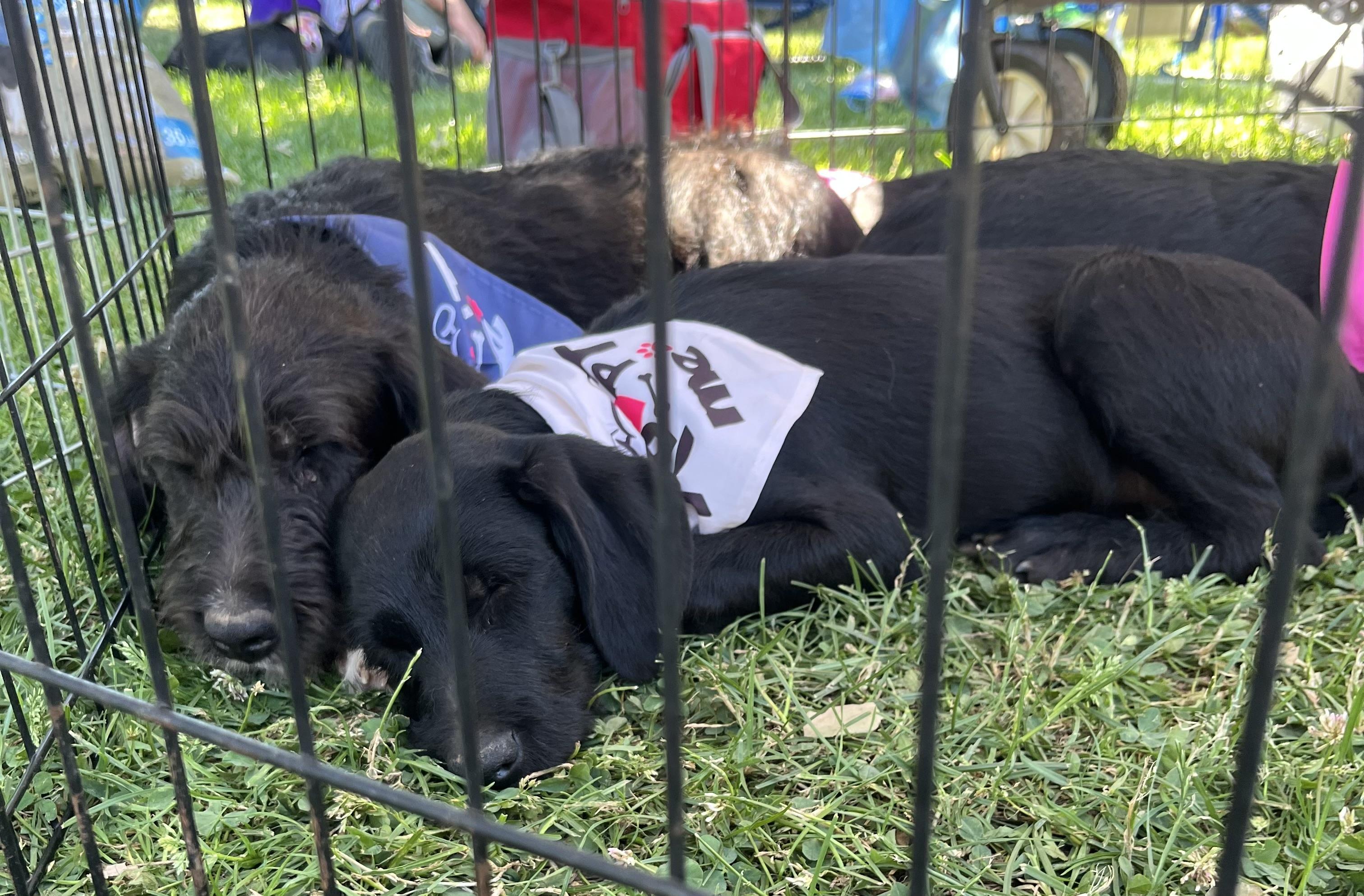Agatha, Adopted, Young Female Labradoodle.