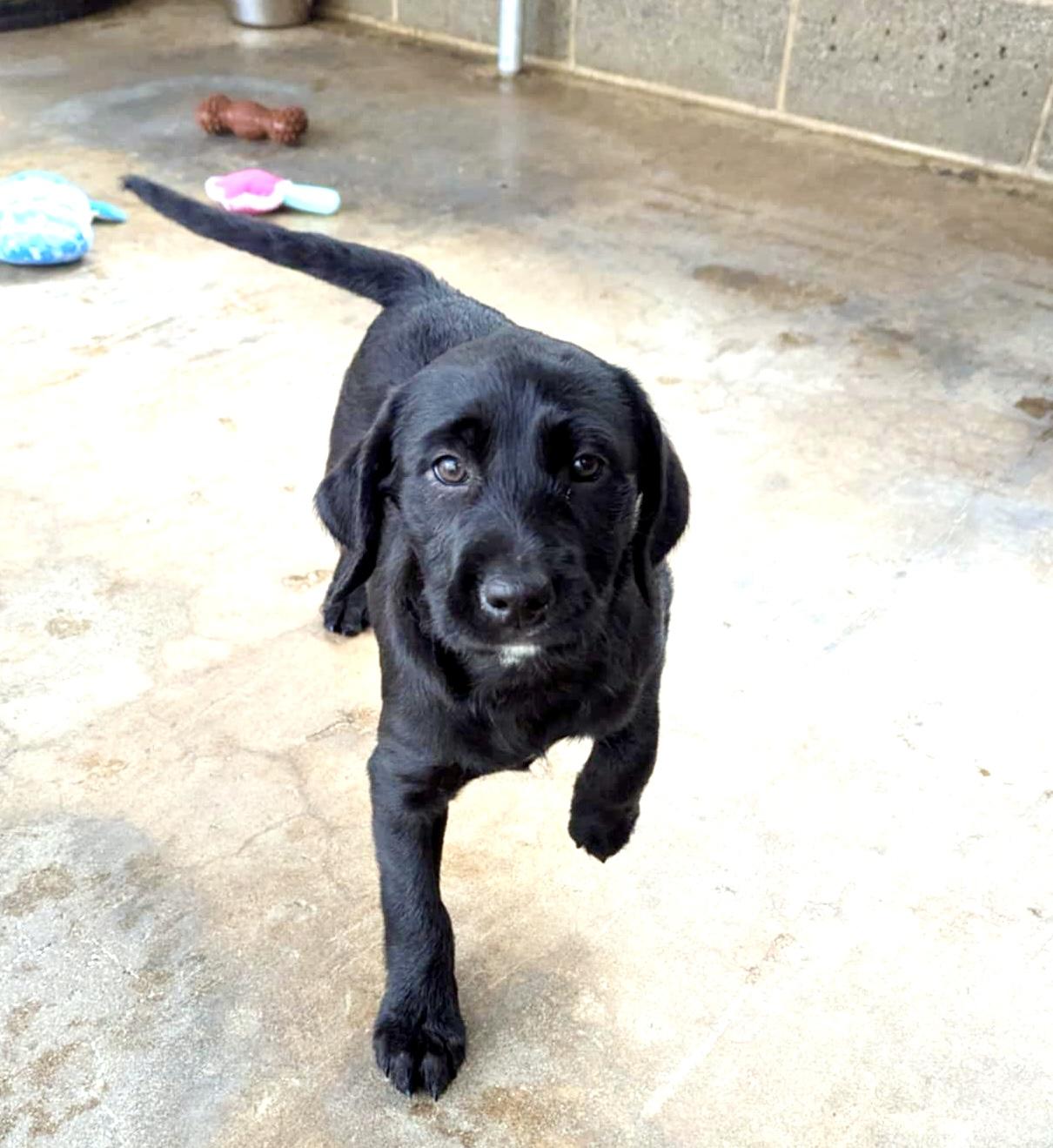 Agatha, a Adopted mixed breed in Concord, CA image 2/3