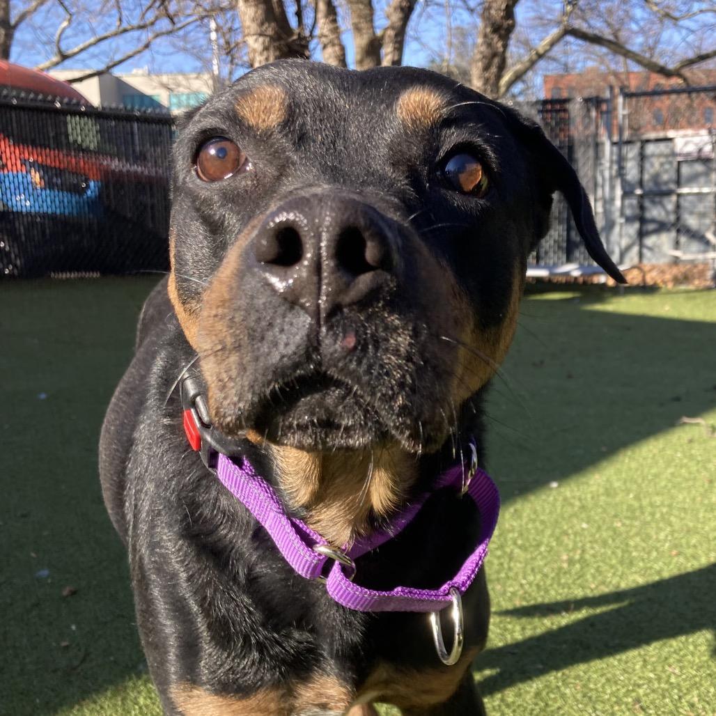 Precious, a Adoptable Mixed Breed in Providence, RI image 3/6