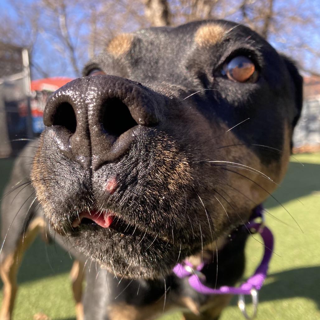 Precious, a Adoptable Mixed Breed in Providence, RI image 6/6