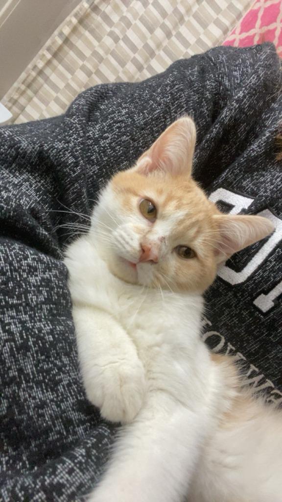 Mr Cheese, Adoptable, Young Male Domestic Short Hair.