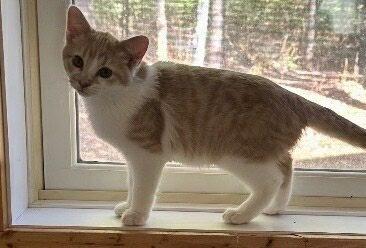 Enlarge Mr Cheese, a Adoptable Domestic Short Hair in Cloquet, MN image 1/2