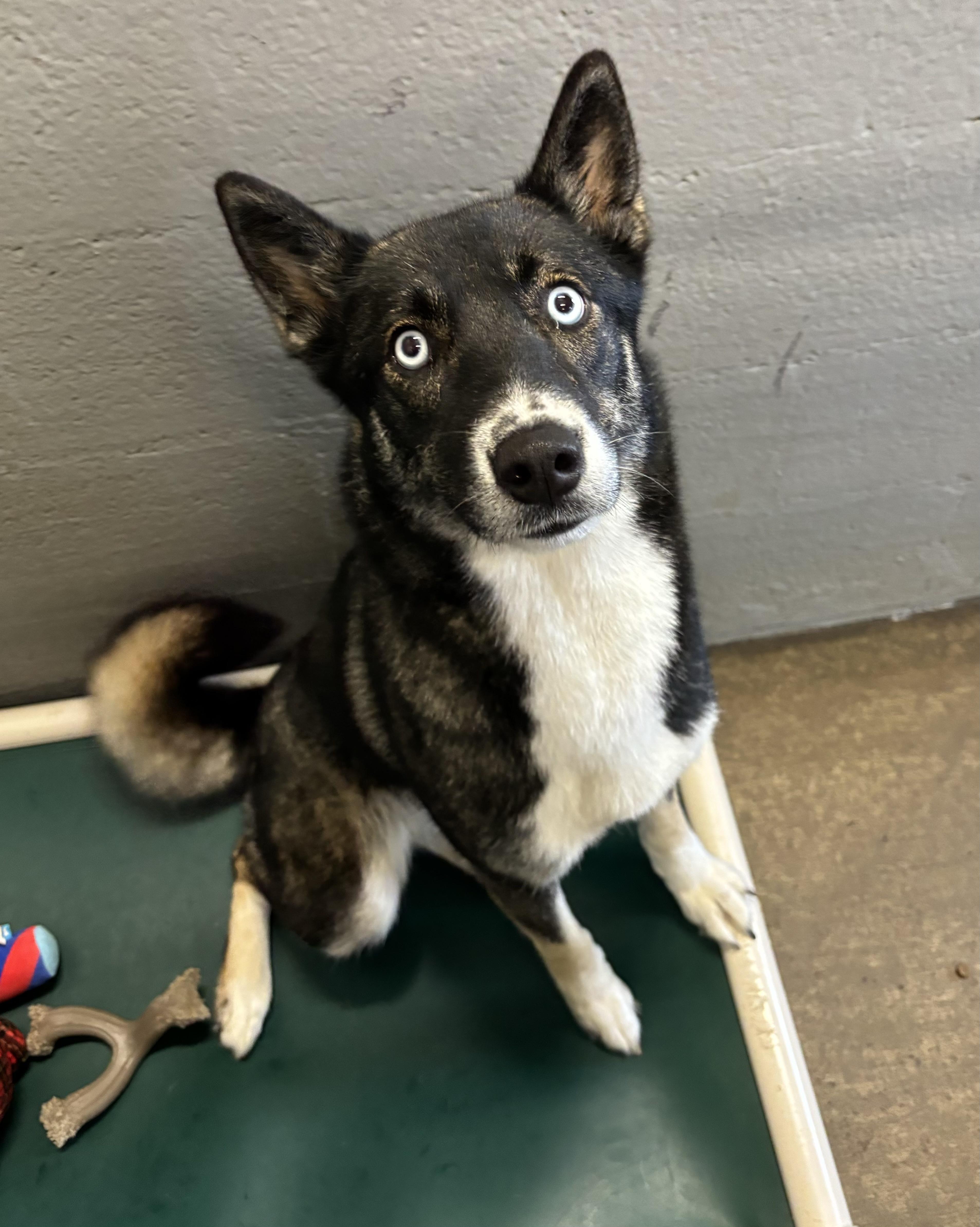Enlarge Brookie, a ADOPTABLE mixed breed in Edinburg, VA image 1/1