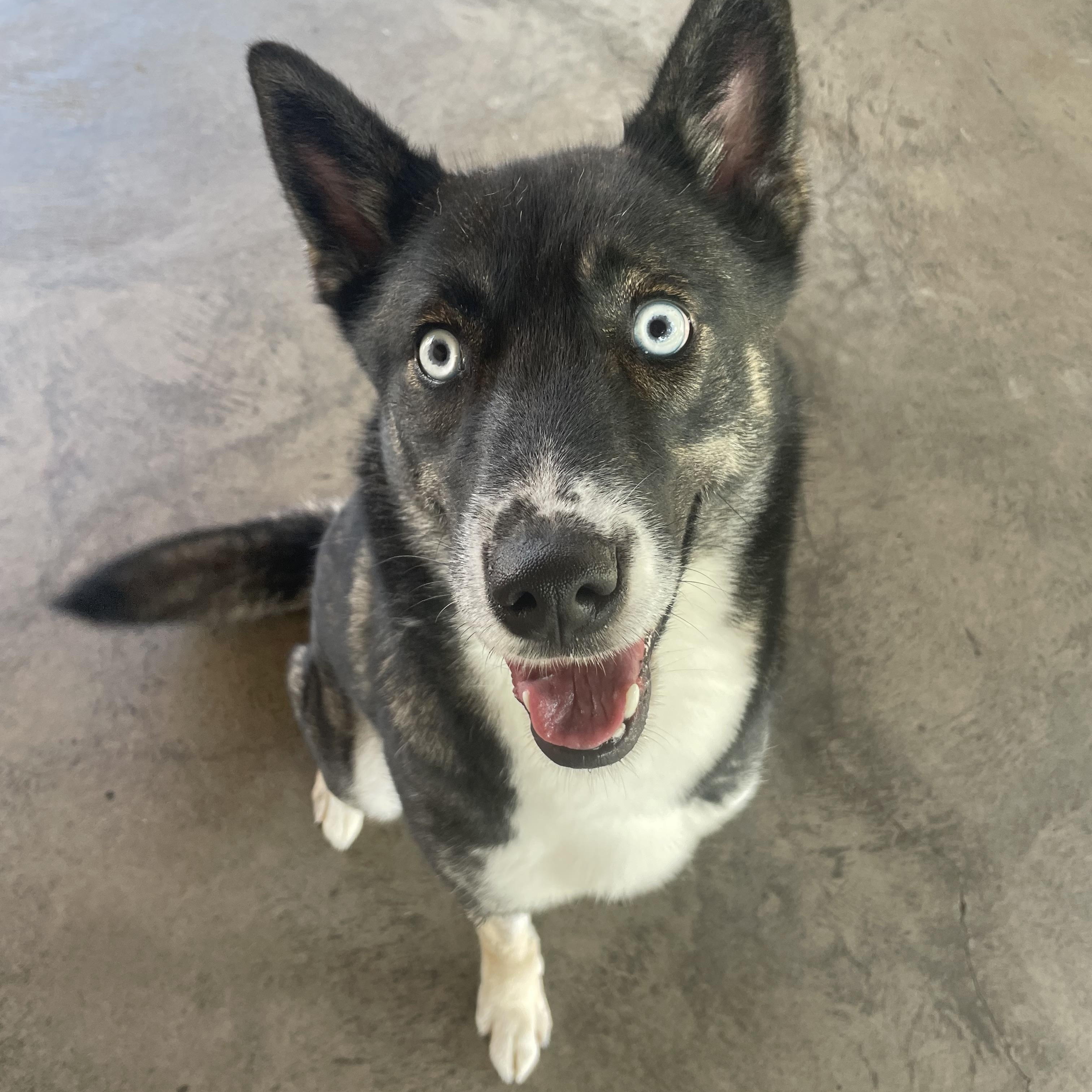 Brookie, a ADOPTABLE mixed breed in Edinburg, VA image 3/3