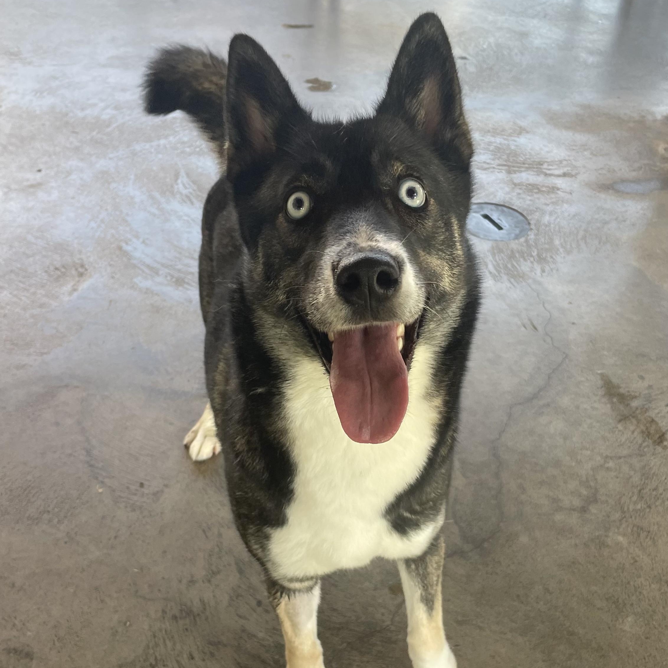 Brookie, ADOPTABLE, Young Female Husky & Belgian Shepherd / Malinois.