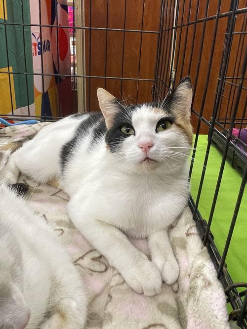Enlarge Minky OR14204-T , a Adoptable mixed breed in Beaverton, OR image 2/3