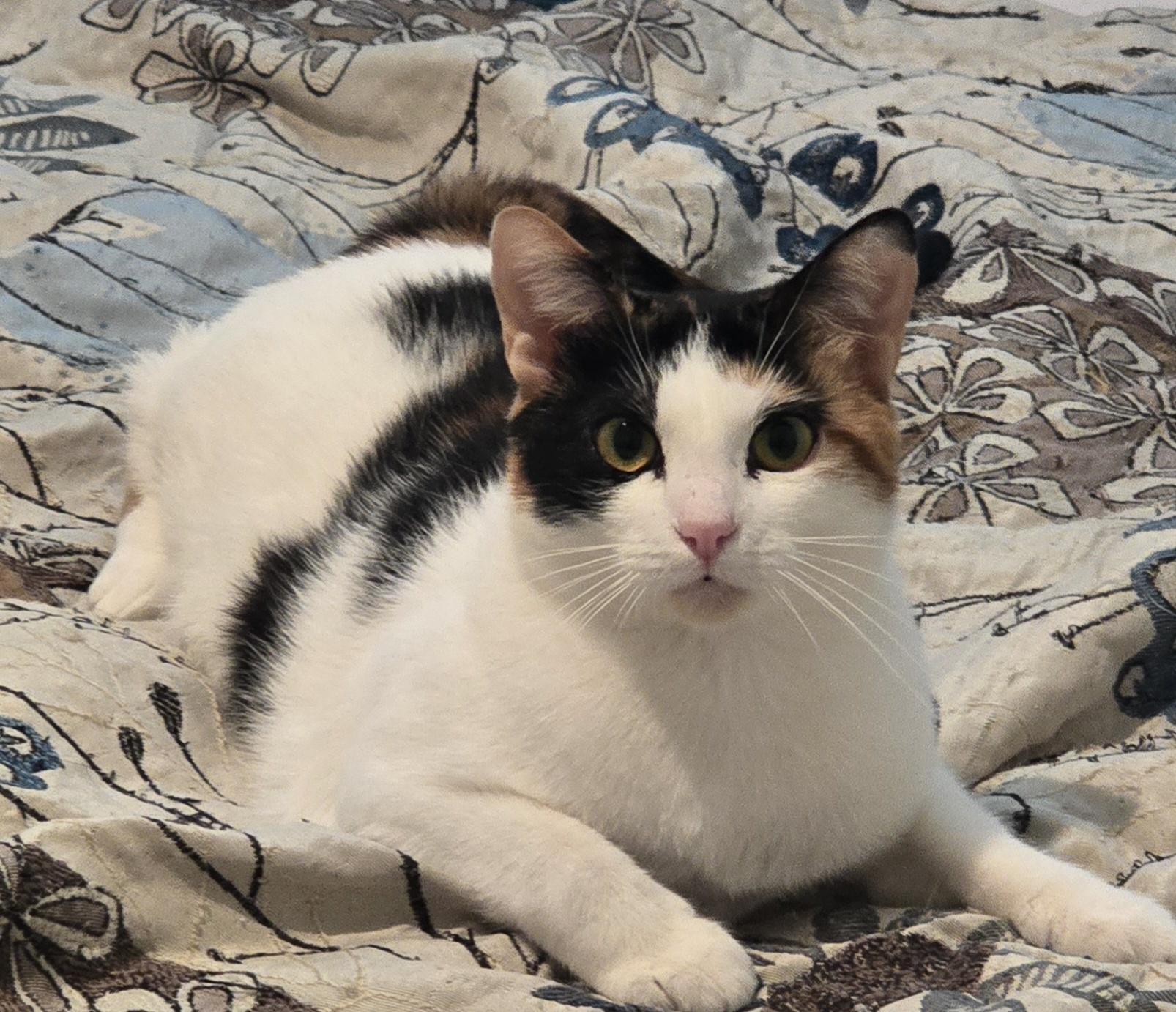 Enlarge Minky OR14204-T , a Adoptable mixed breed in Beaverton, OR image 1/3