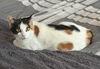 Enlarge Minky OR14204-T , a Adoptable mixed breed in Beaverton, OR image 3/3