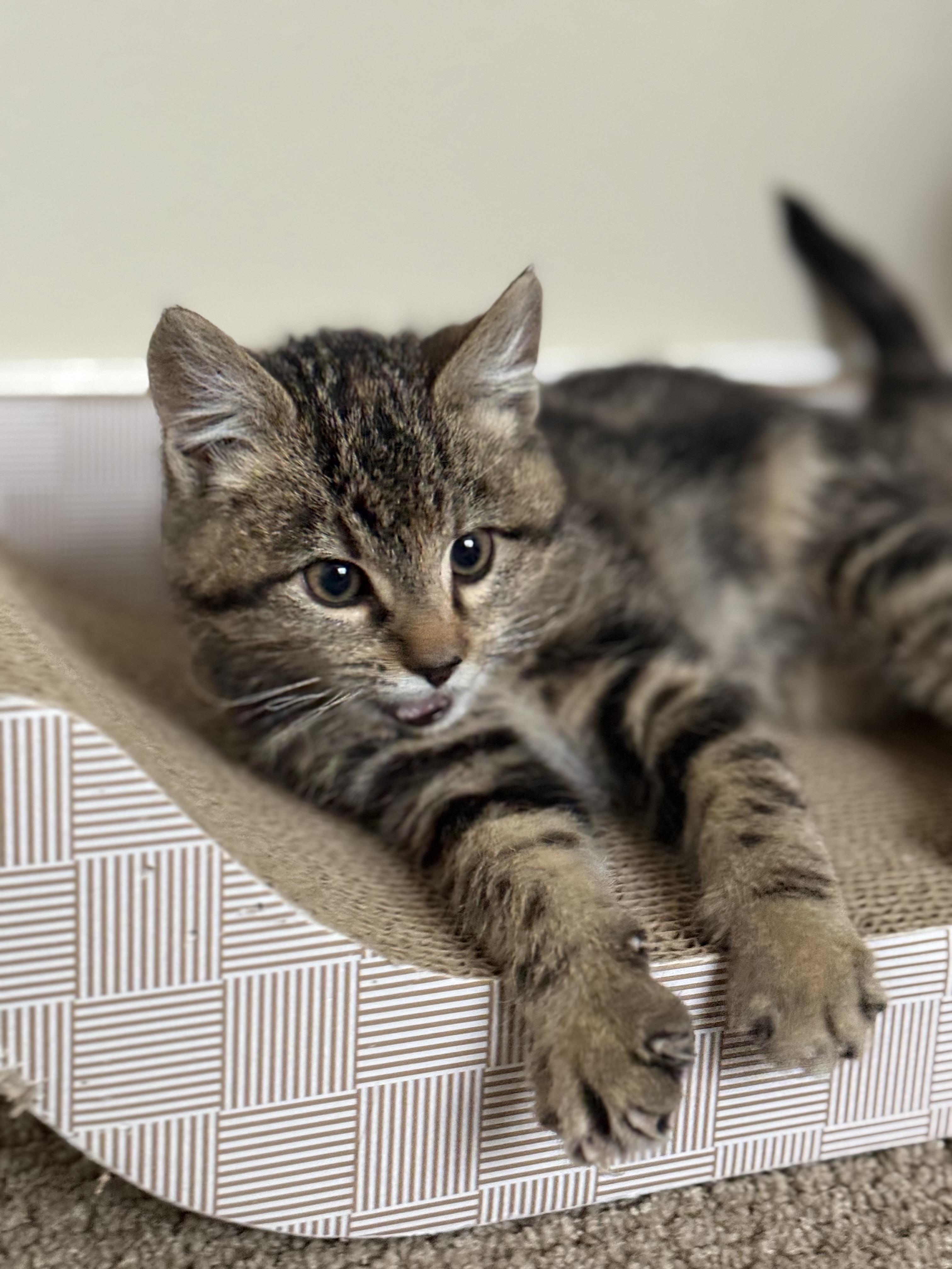 Enlarge Beatrice , an adopted mixed breed in Bonney Lake, WA image 4/6