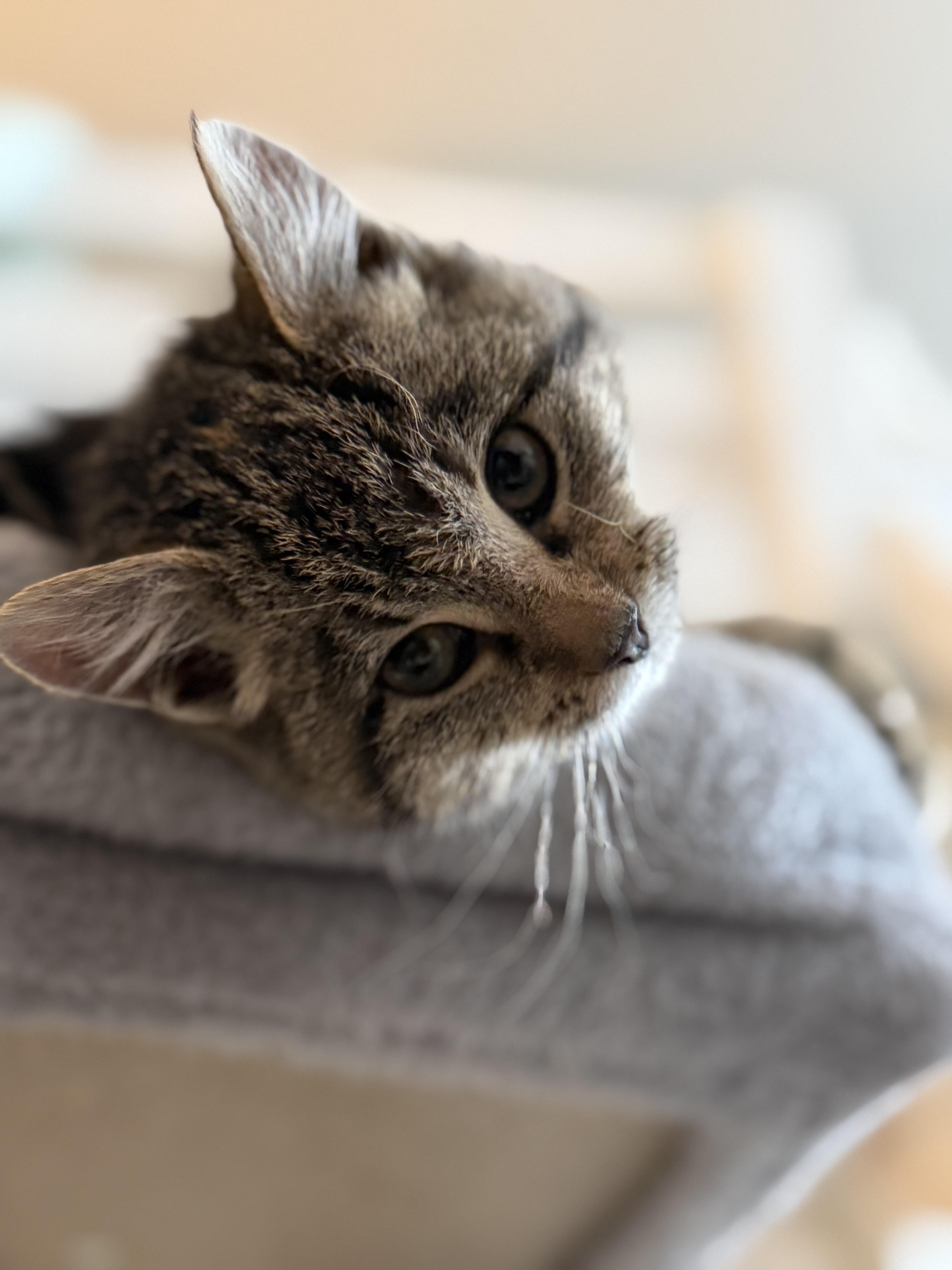 Enlarge Beatrice , an adopted mixed breed in Bonney Lake, WA image 6/6