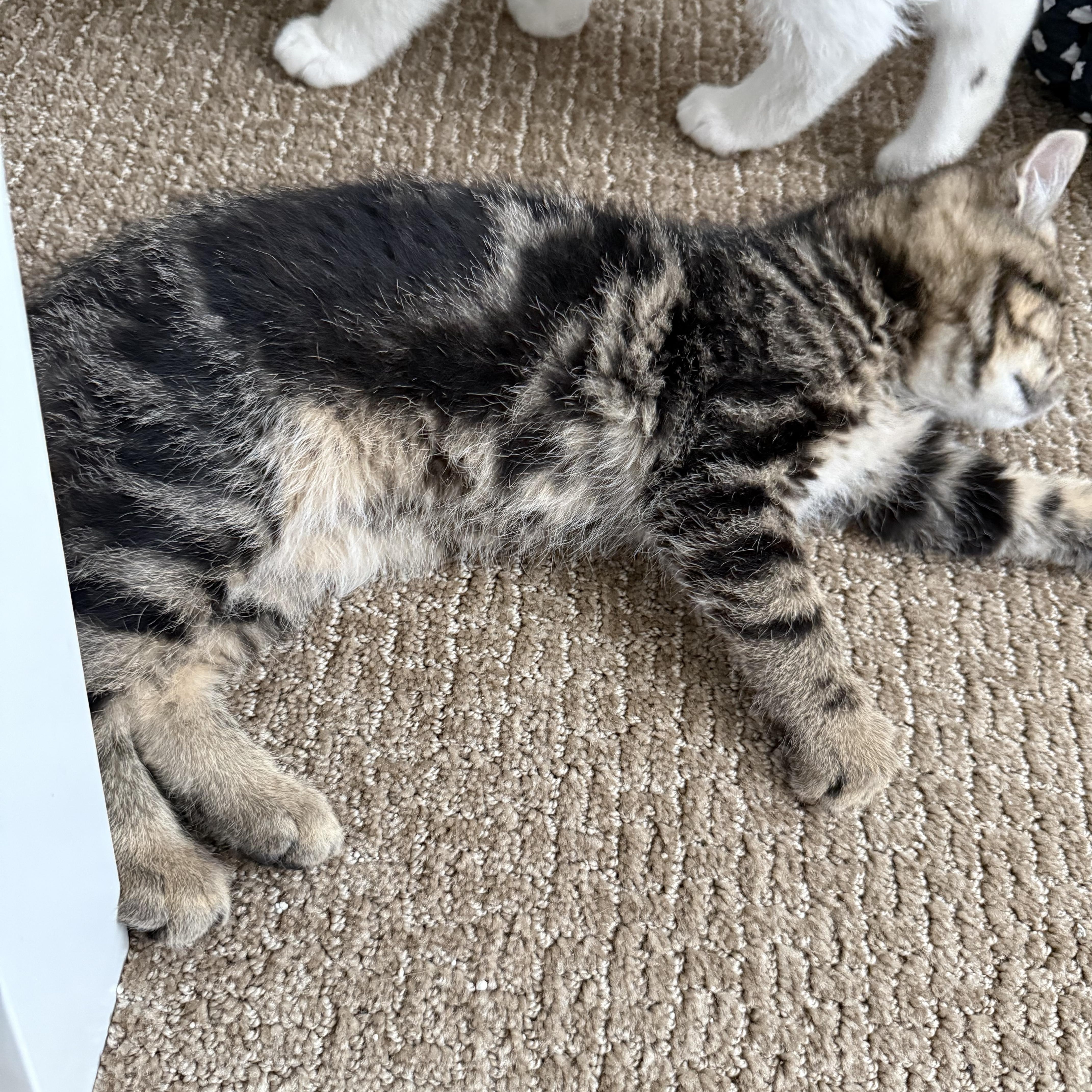 Enlarge Beatrice , an adopted mixed breed in Bonney Lake, WA image 2/6