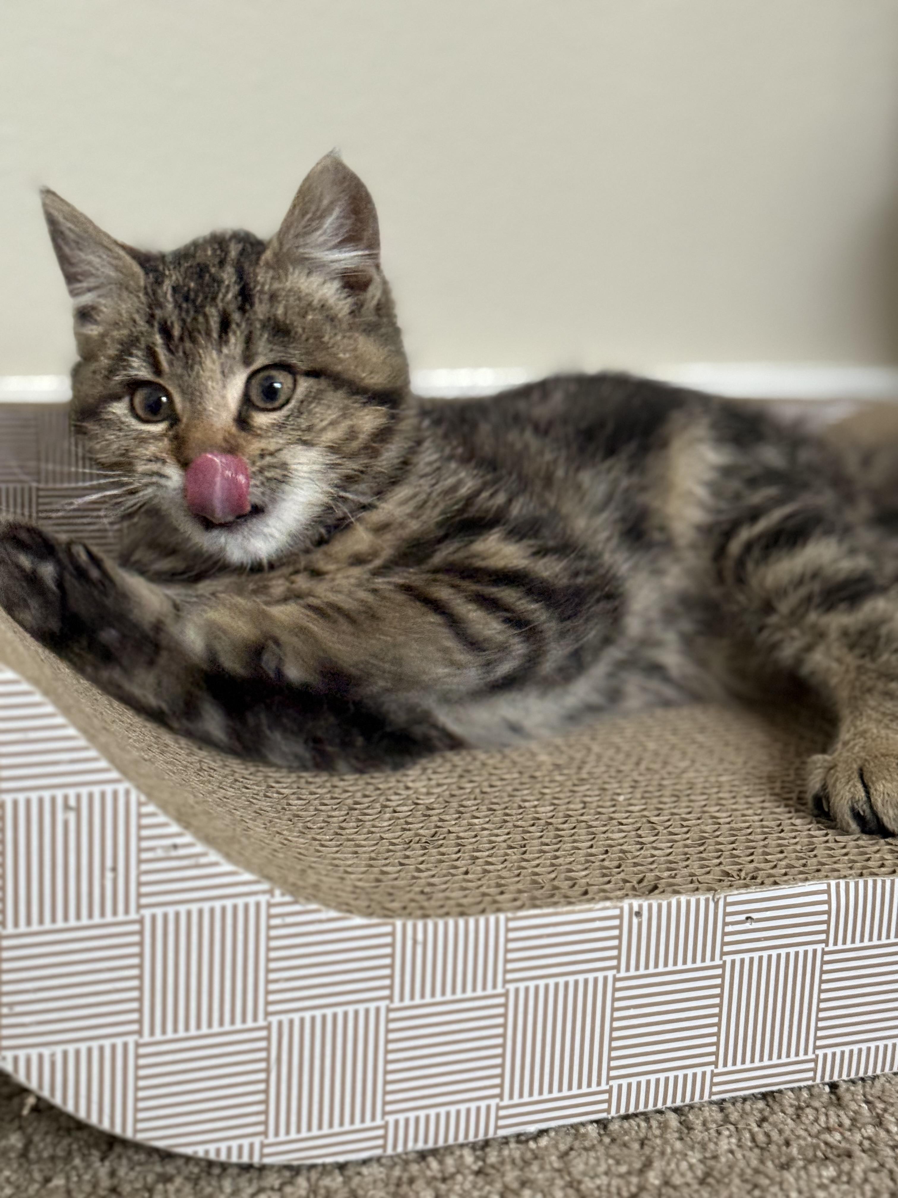 Enlarge Beatrice , an adopted mixed breed in Bonney Lake, WA image 3/6